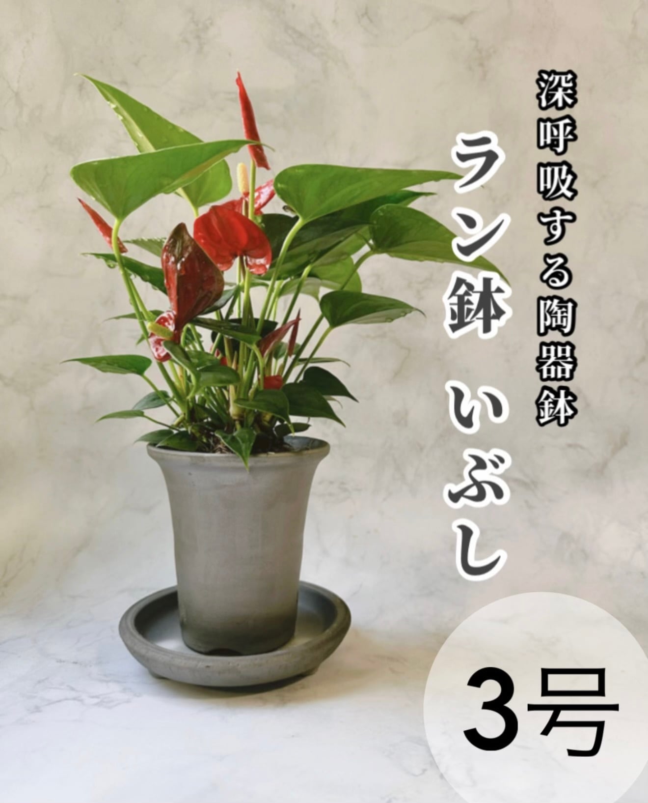 3号〚ラン鉢 