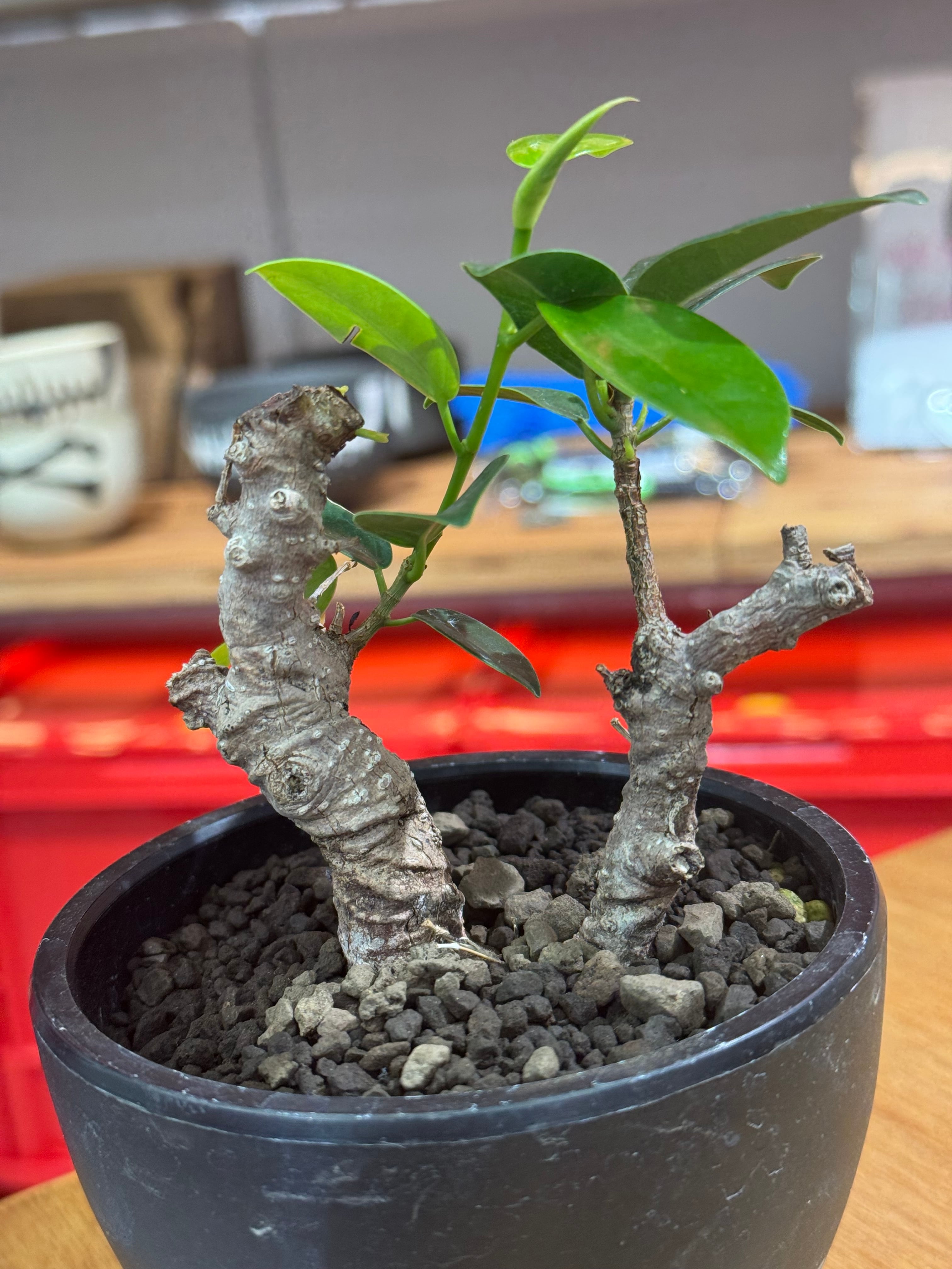 新着】 Ficus microcarpa 【ガジュマル 琉球盆栽】× ボクタノ鉢【BOKU