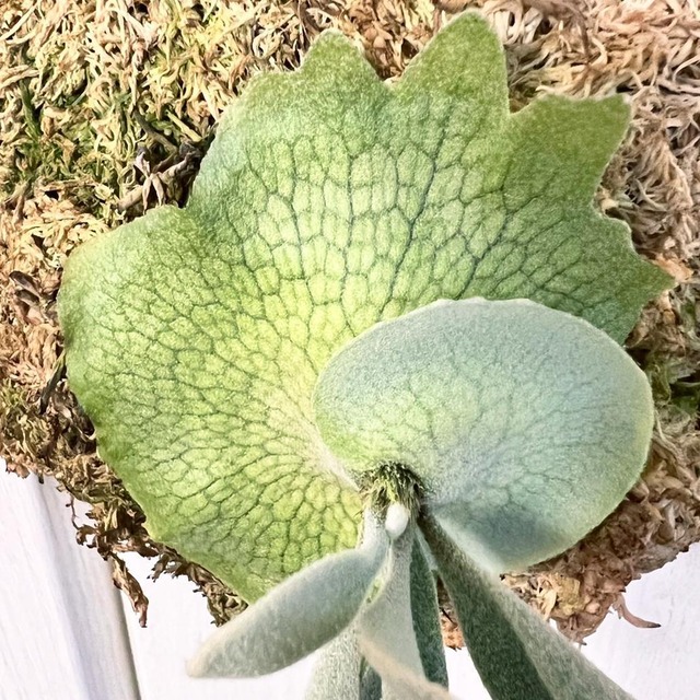 ビカクシダ レモイネイ 板付【観葉植物 室内 コウモリラン】