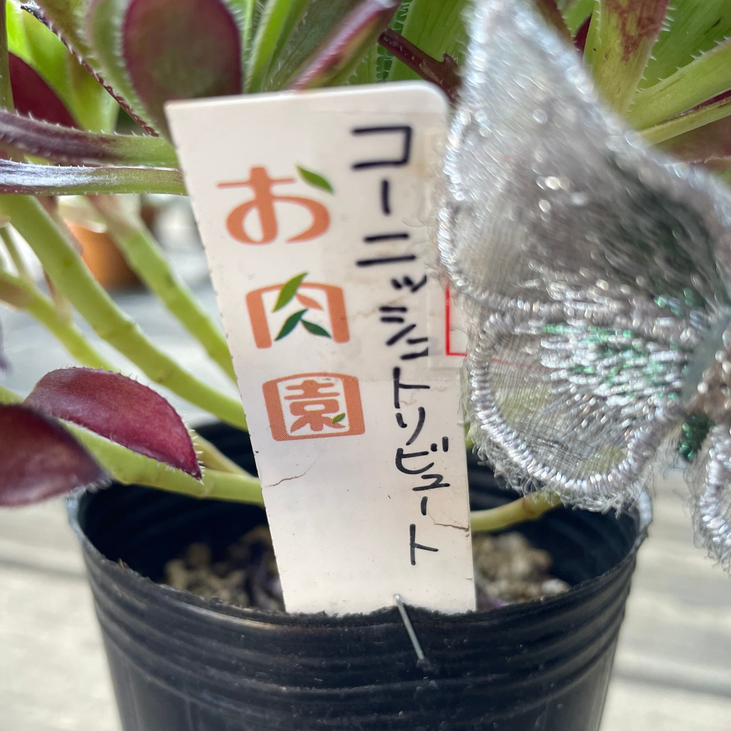 コーニッシュトリビュート アエオニウム | RuPo 多肉植物専門店