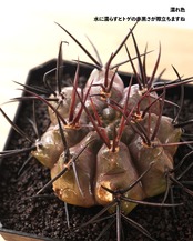 一部発根済カット苗 ギムノカリキウム 守金魔天竜 M Gymnocalycium mazanense 'Morikane'