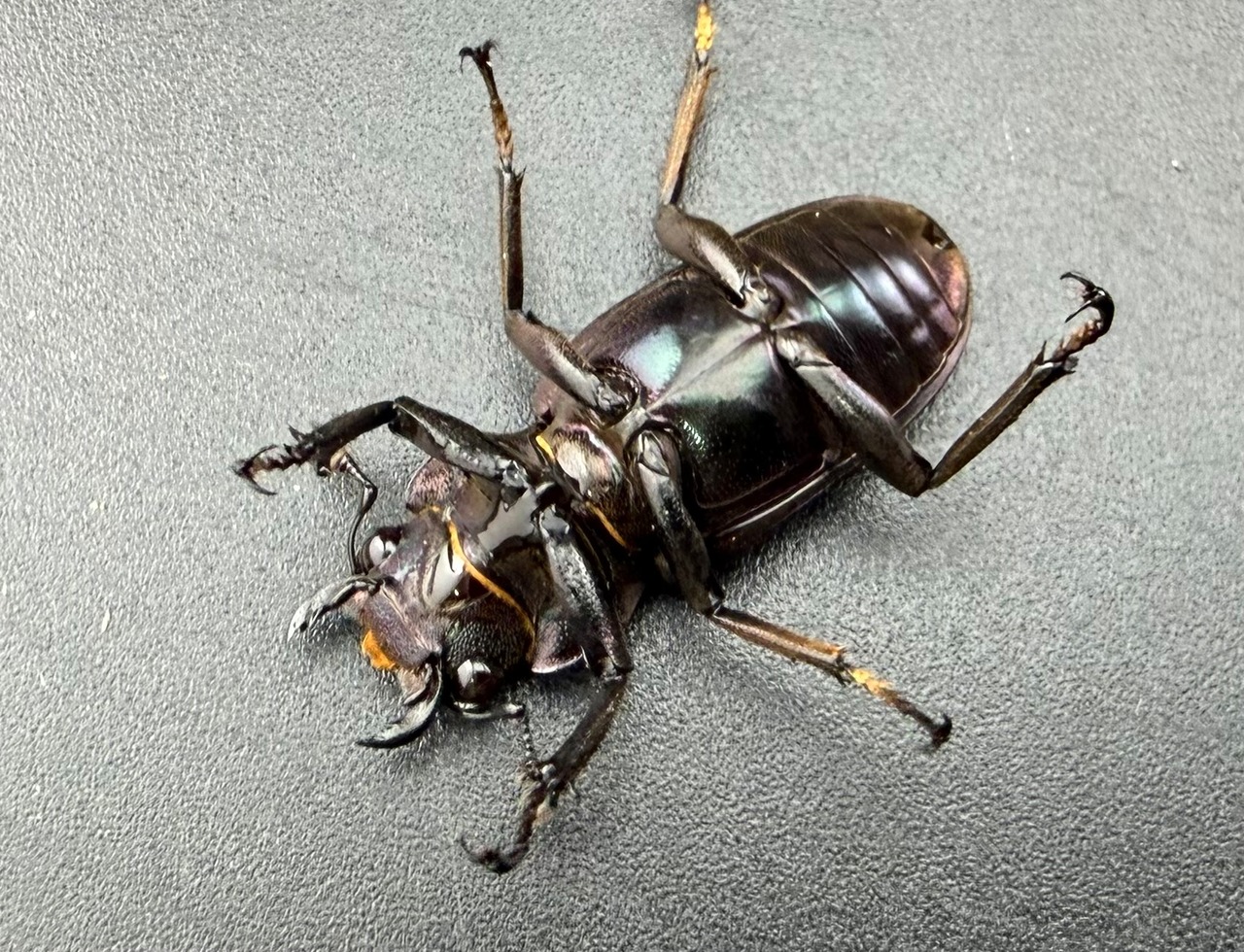 【美麗】《メタリフェルホソアカ亜種finae 54mm ペア》わたくわ氏ブリード個体