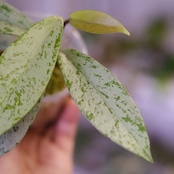 Hoya pubicaly x Pink Silver Ghost④ / ホヤ プビカリクス×ピンク シルバーゴースト