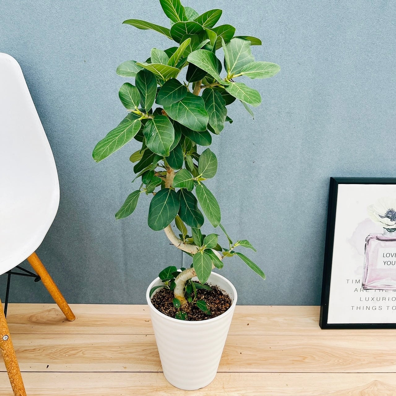 現品］81番 フィカス ベンガレンシス 曲がり 8号 観葉植物 室内 大型