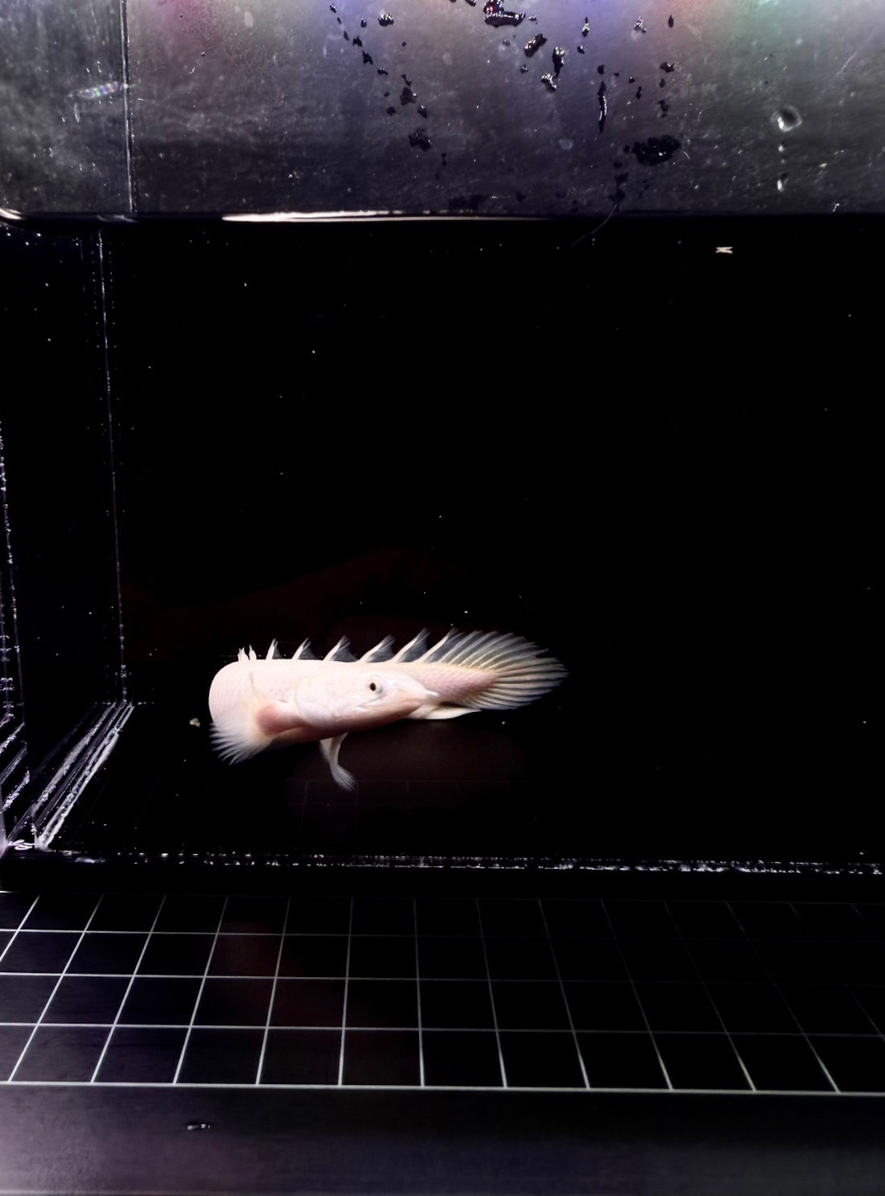 プラチナセネガルスAAAグレード - 5