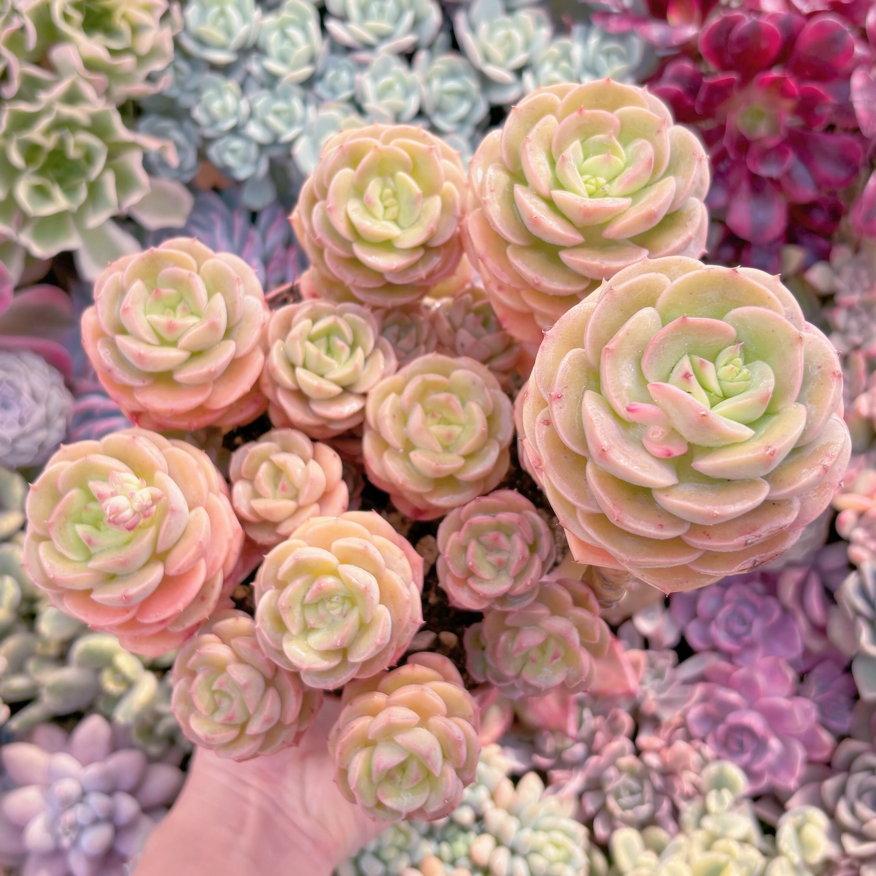 現品　Echeveria semnan#239　特大群生25cm　新入荷