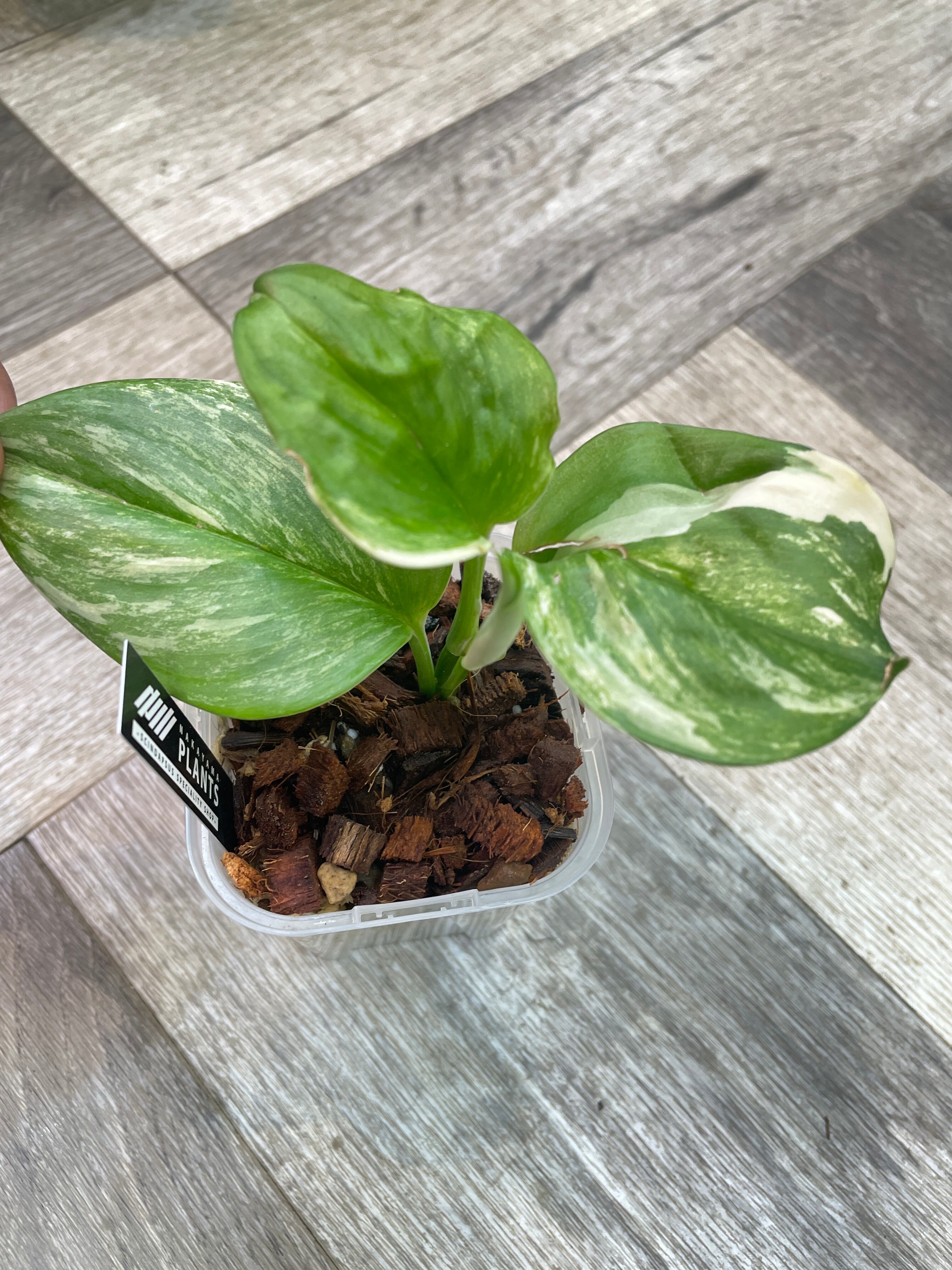 ①スキンダプサス ルビコン | Gardenえん 【観葉熱帯植物・多肉植物】