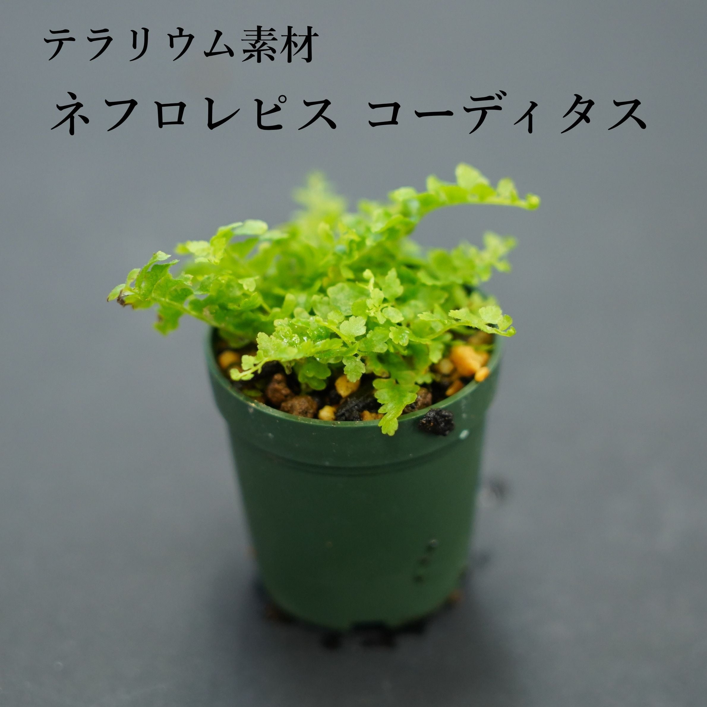 シダ植物 高さ約1.5メートル ネフロレピス ”モンタナ”（シダ植物） 苔テラリウム作製用素材 | 苔