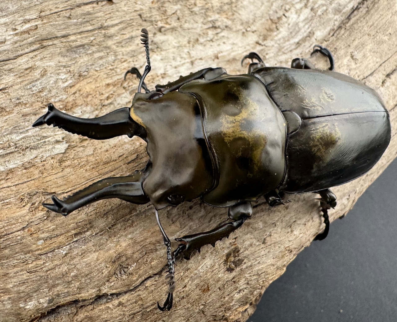 【F0】《ローゼンベルグオウゴンオニクワガタ 71mm ペア》