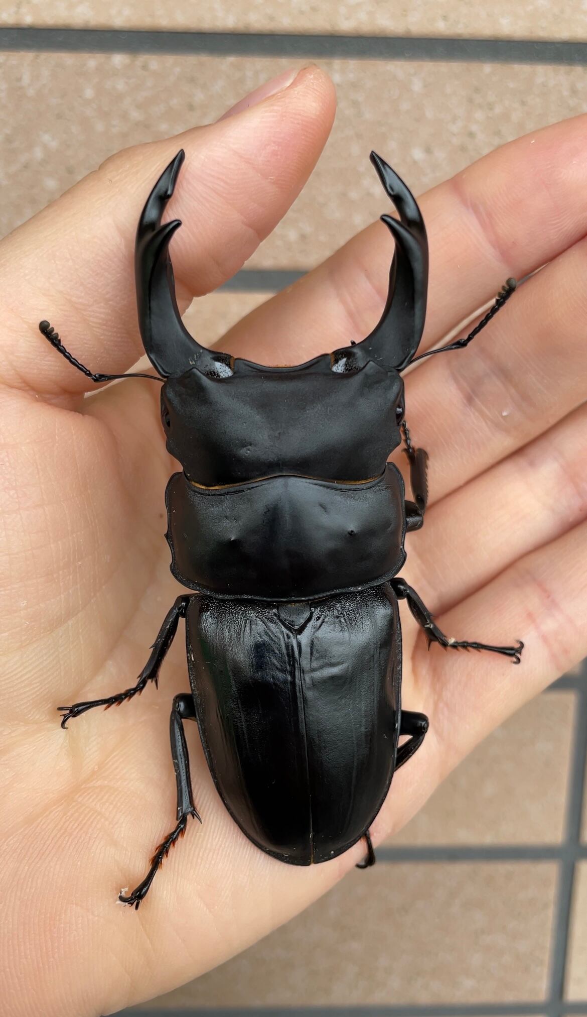 能勢産ＳＲ血統オオクワガタ88ミリ 、56ミリペア 能勢産SR血統オオクワガタ88ミリ 、56ミリペア