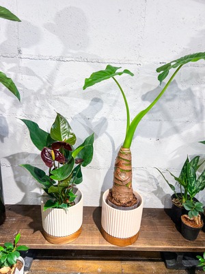 木の受け皿の縦線の植木鉢　4.5号