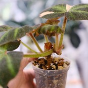 Begonia soli mutata Variegated / ベゴニア ソリムタータ バリエガータ ピンク②