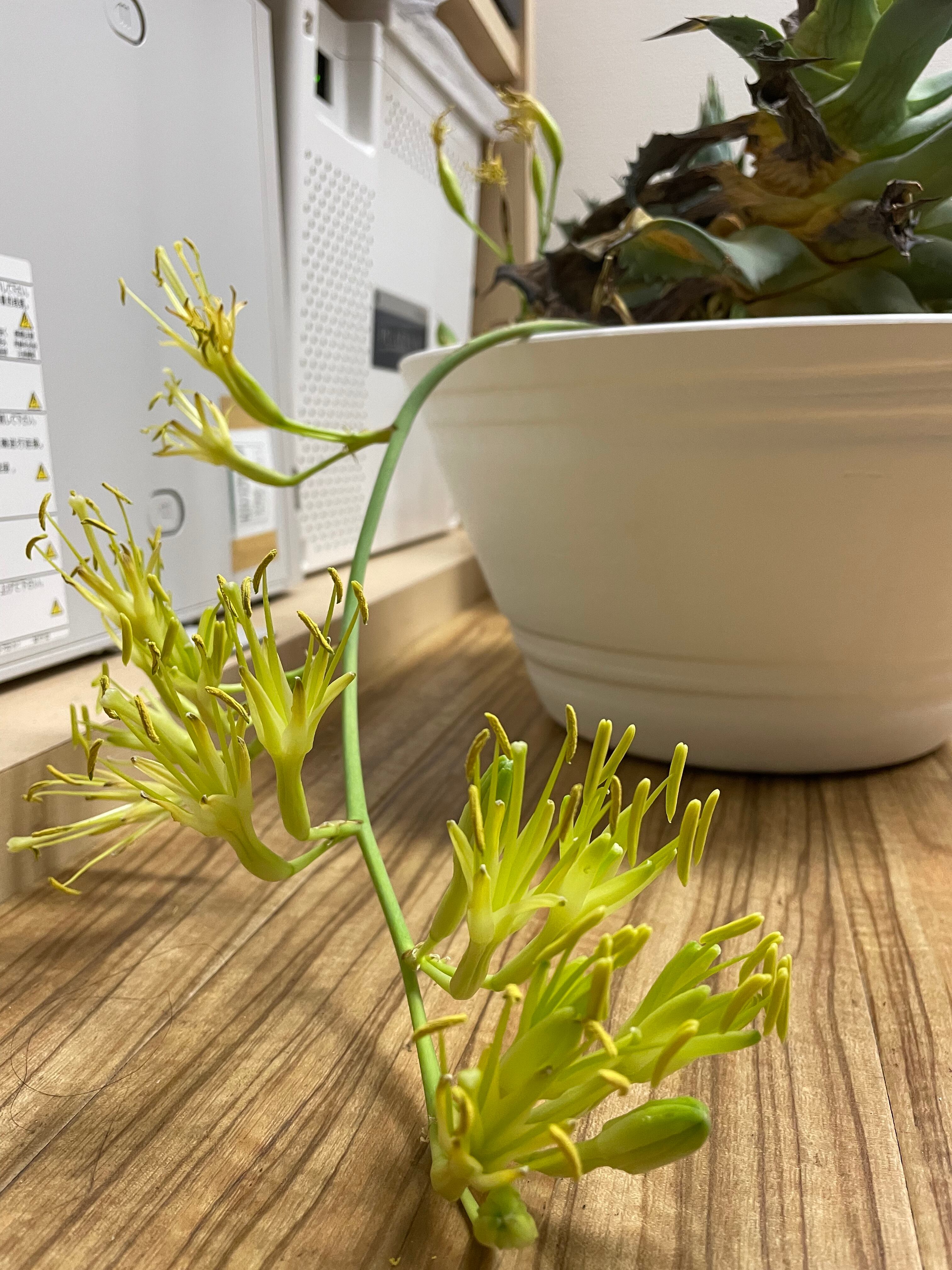 開運印鑑 風間印房 プロデュース黄金の蛇財布 Kickstore