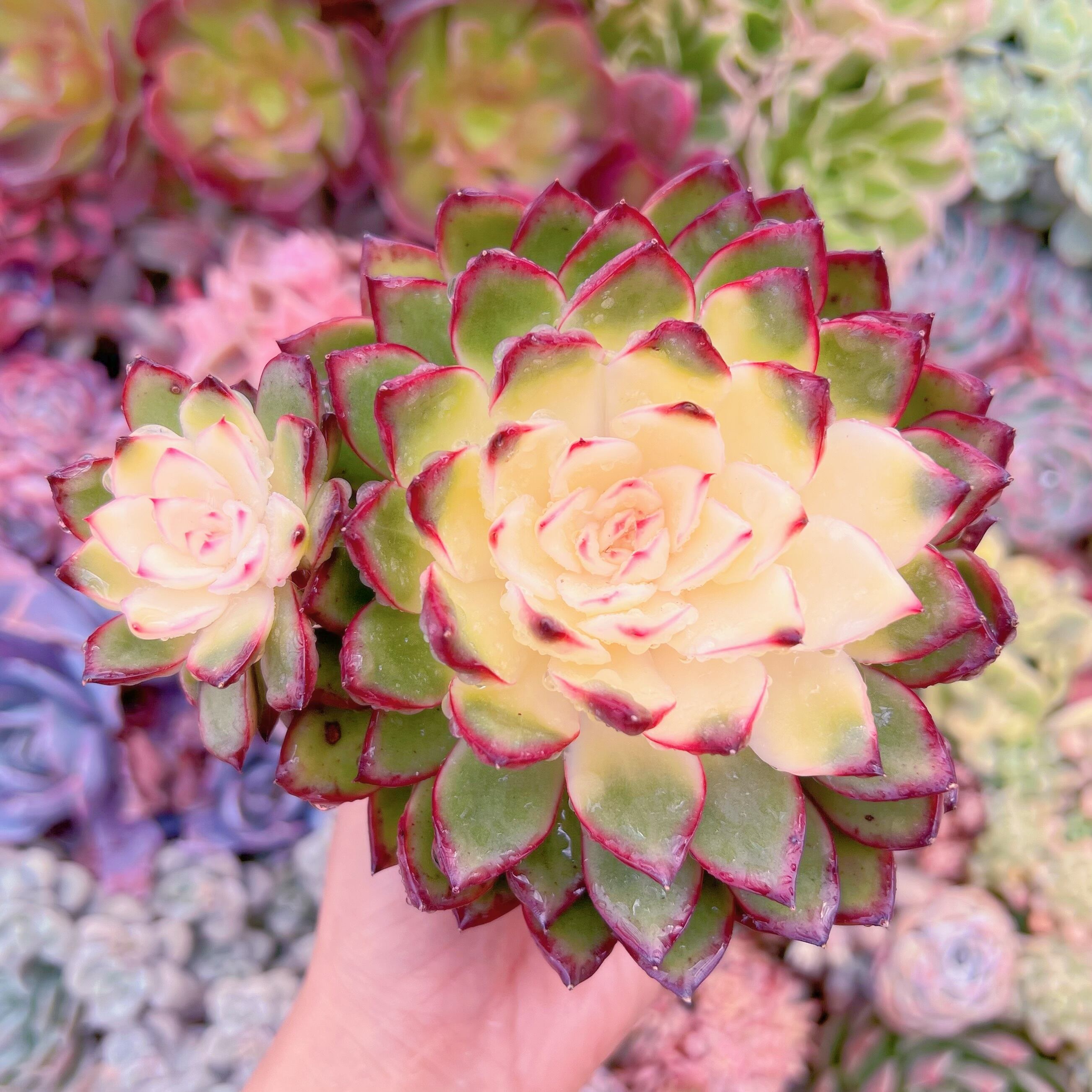 現品　プリリンゼアナ錦#719　群生　新入荷　るる農園