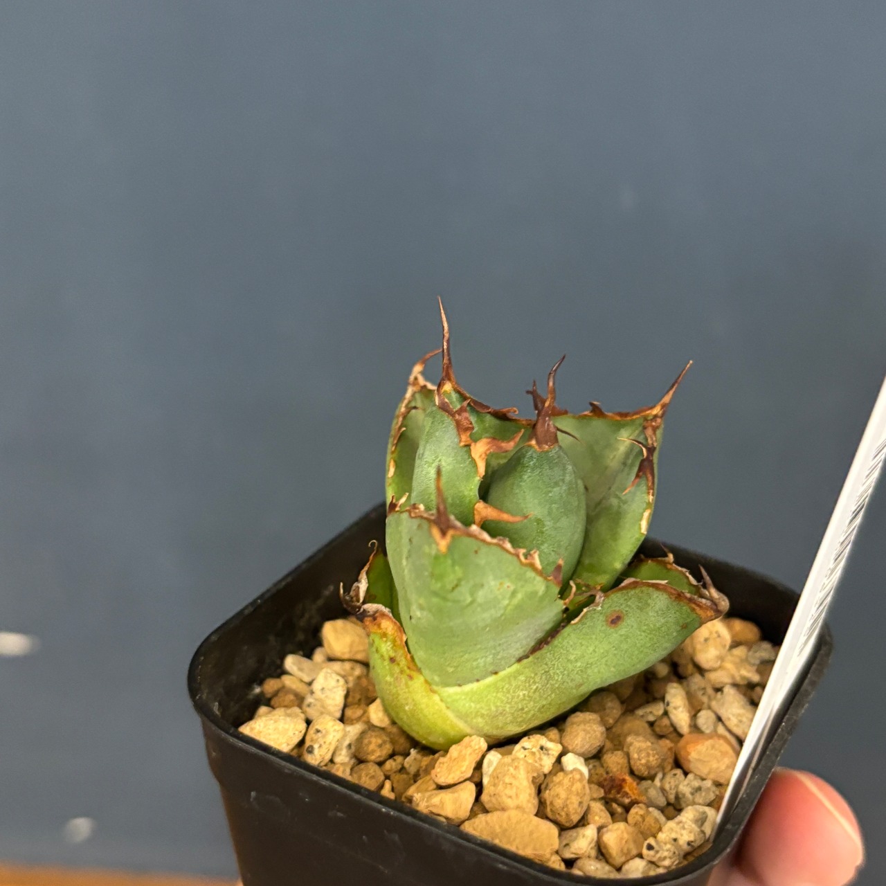 アガベ　チタノタ　ペルシアンドワーフ【135】