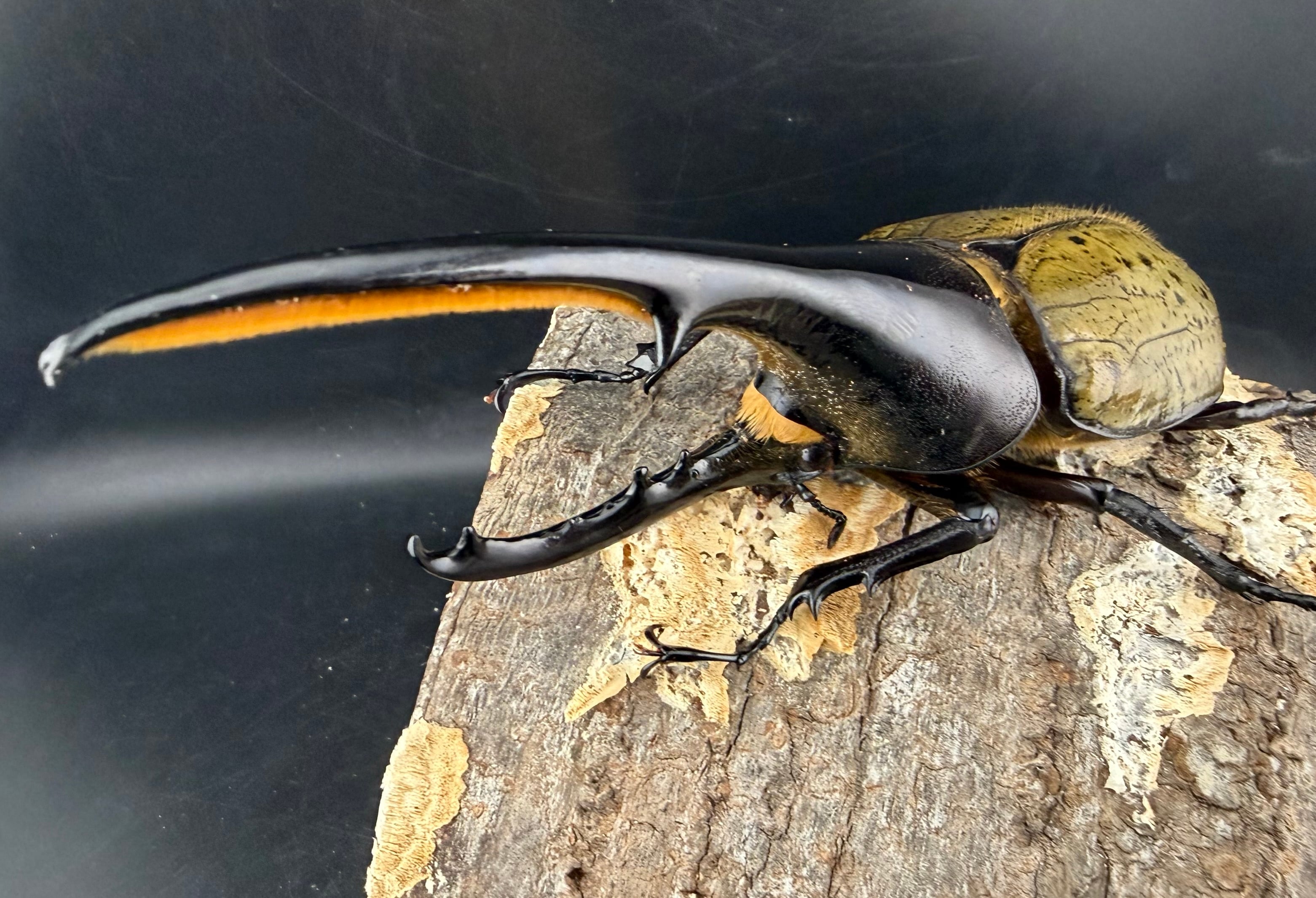 ヘラクレス・ヘラクレス 142mm ペア》 | KPW公式オンラインショップ