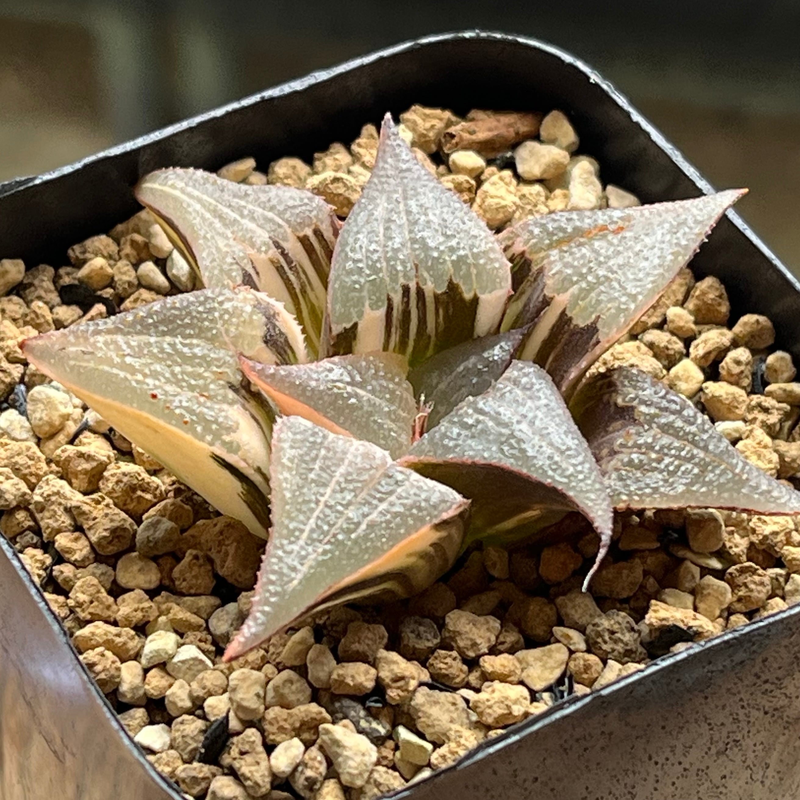 ハオルチア B型コンプトミュータント錦 | mocono_plants
