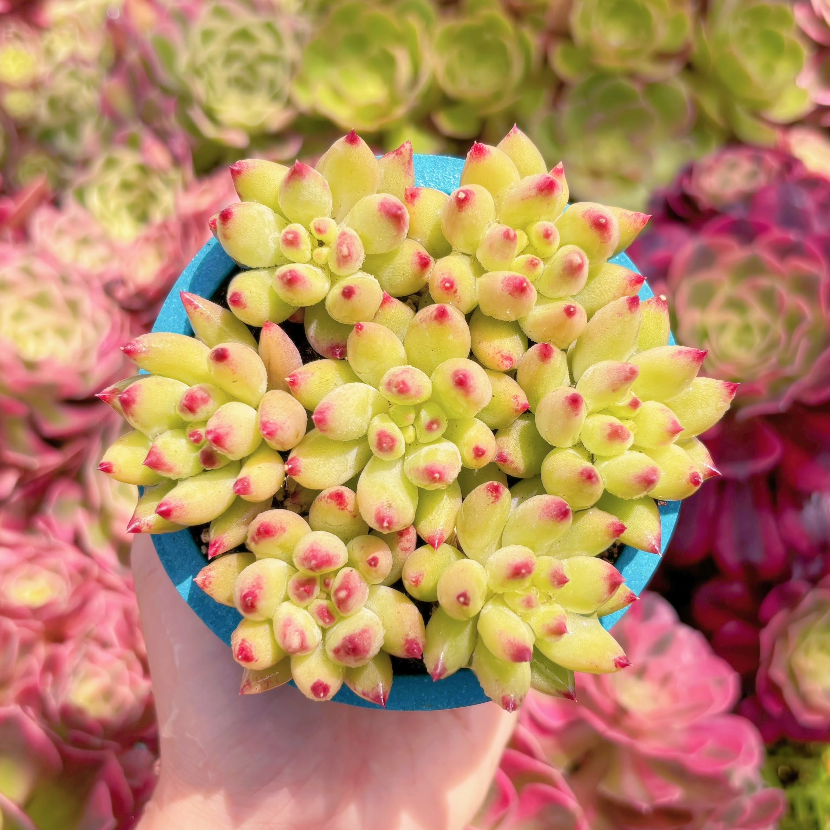 多肉植物　岩字(7苗)　新入荷　るる農園