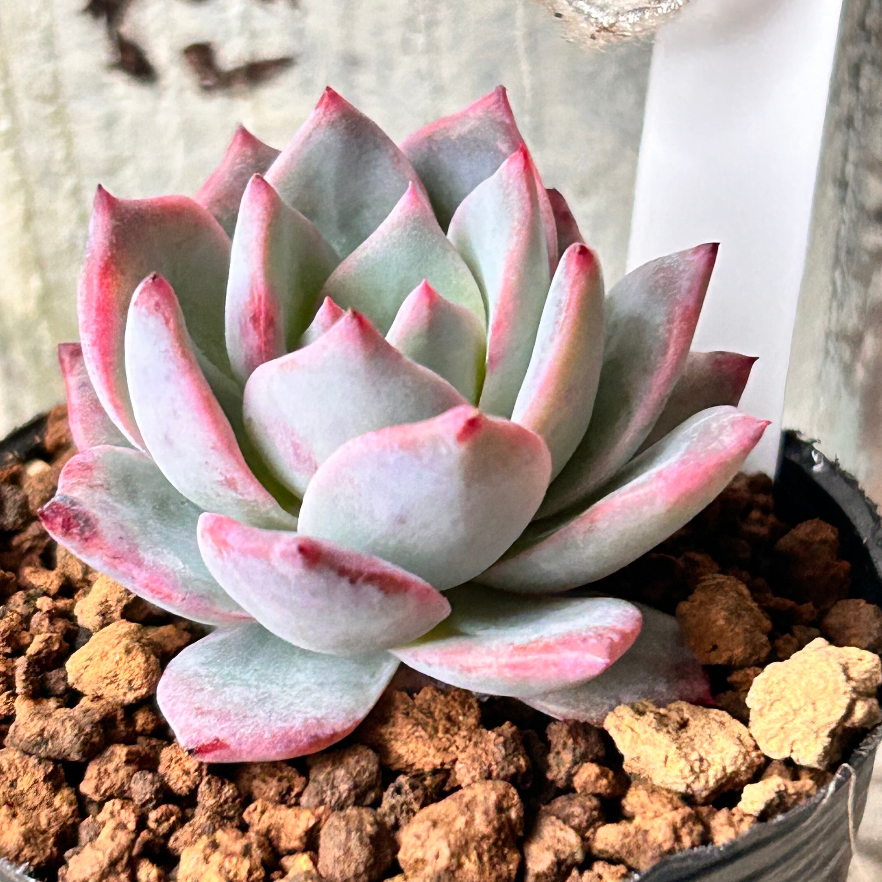 ブルーバード 大きめ苗 韓国苗 多肉植物 ブルーバード | RuPo 多肉植物専門店