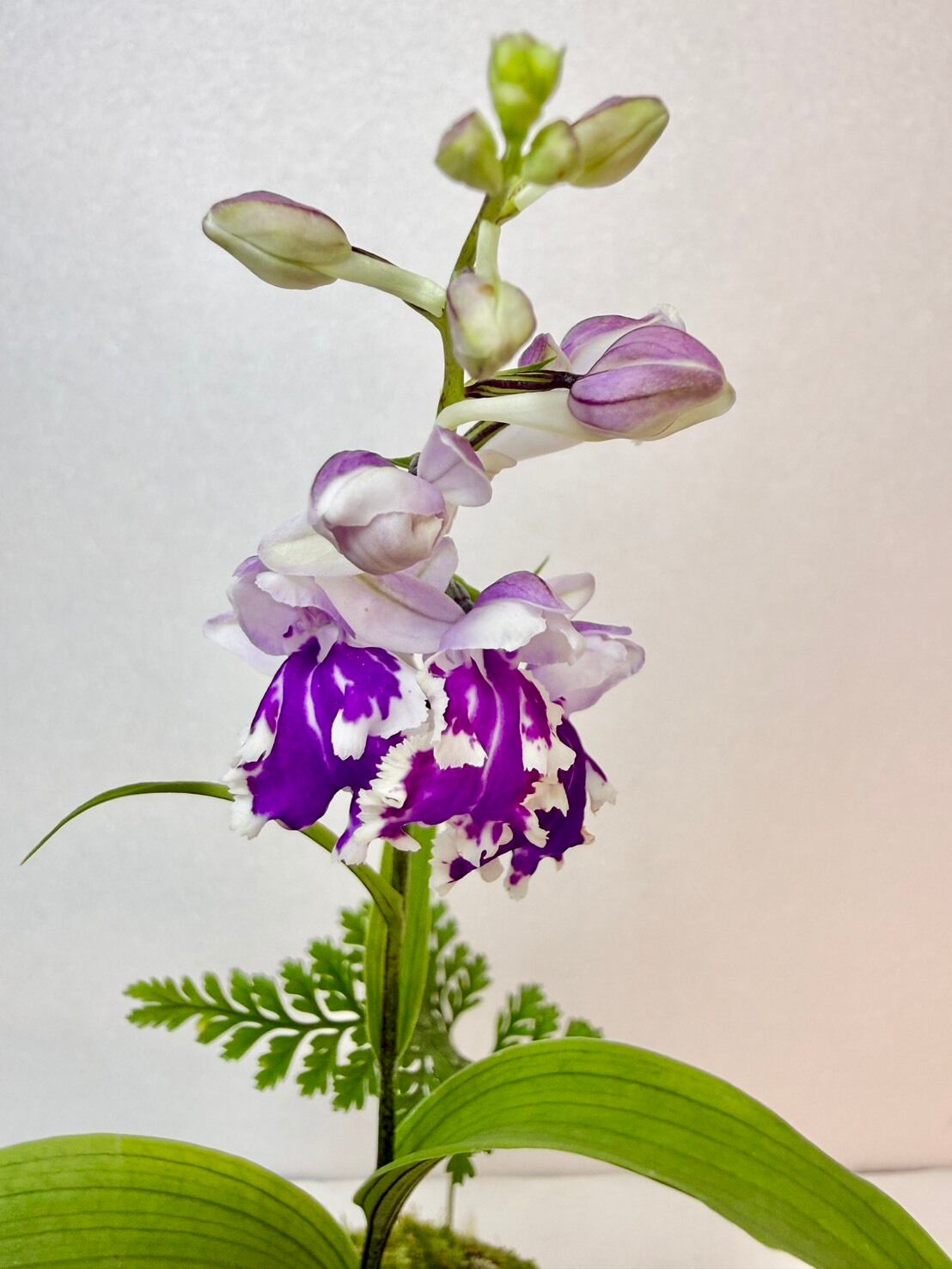 ウチョウラン（羽蝶蘭） 苔玉仕立て皿付 | 観葉植物と雑貨のお店 VIVAGREEN