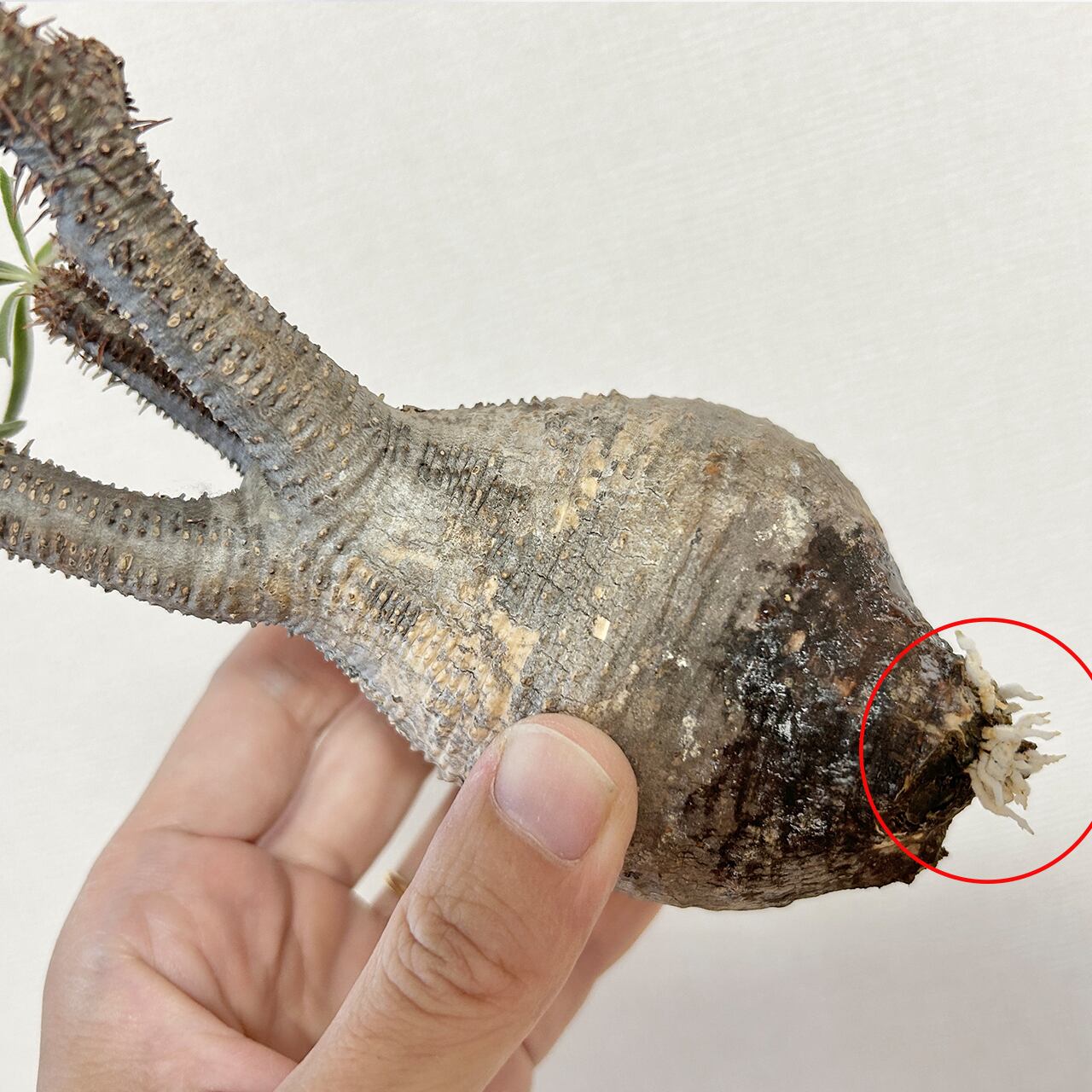 観葉植物 パキポディウム・グラキリス 曲線美を際立てる手作り鉢の一点物インテリア