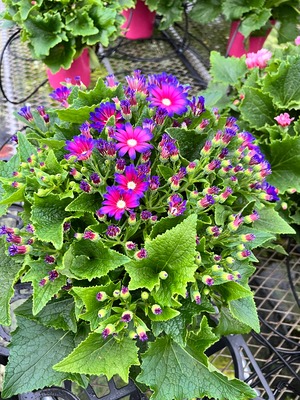 サイネリア 2色セット かご付き ティアシリ－ズ・ティアウイッチ