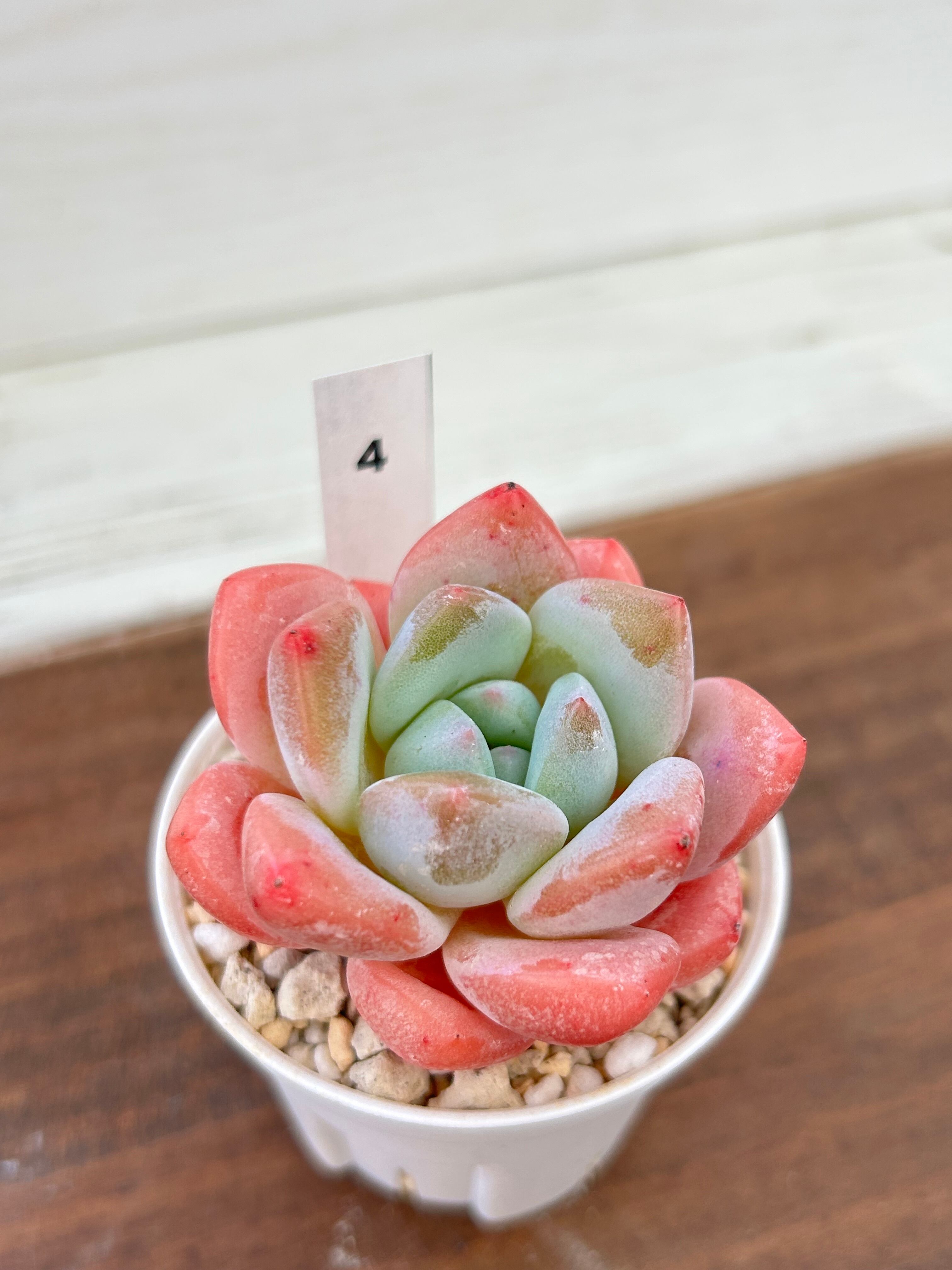 輸入苗 ☆ピンクアレックス × アイスグリーン No.4