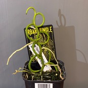 【新着3日限定10%OFF】【UJ】パピリオナンセ　テレス　オリンピックリング【1146】