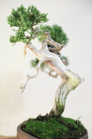 【S】糸魚川真柏 盆栽 ※推定樹齢30年/Juniper Shimpaku