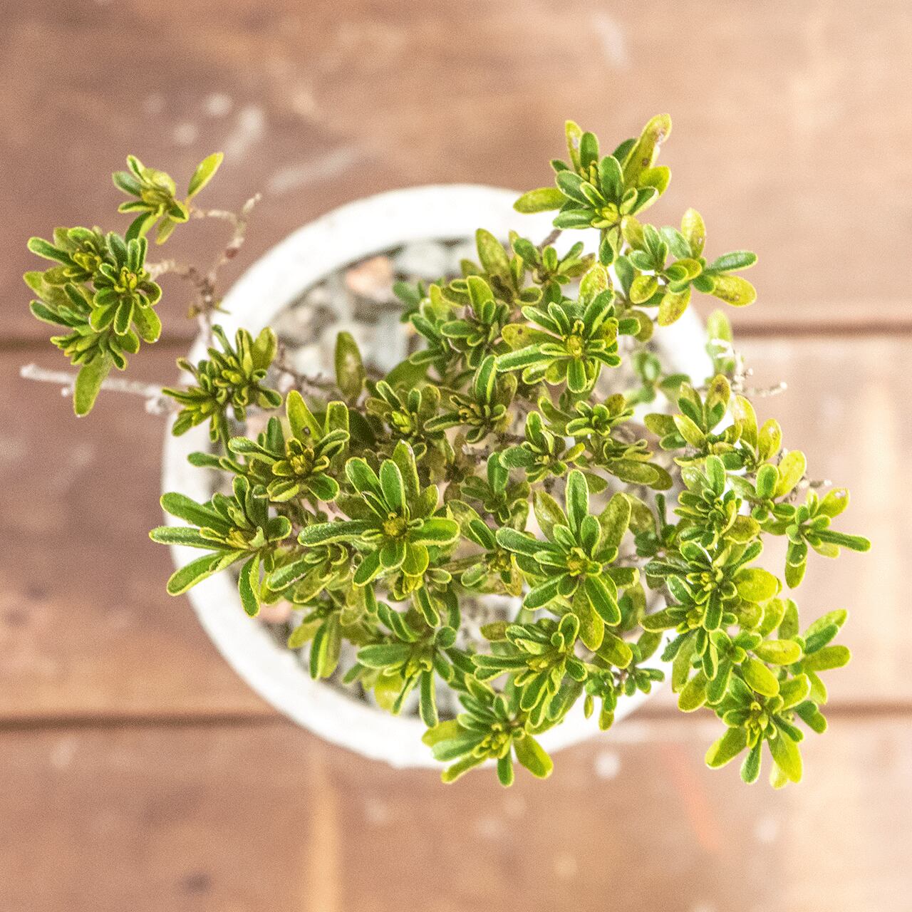 ツゲ｜自然な曲線美と柔らかな緑を楽しむモダン盆栽【手作りモルタル鉢】