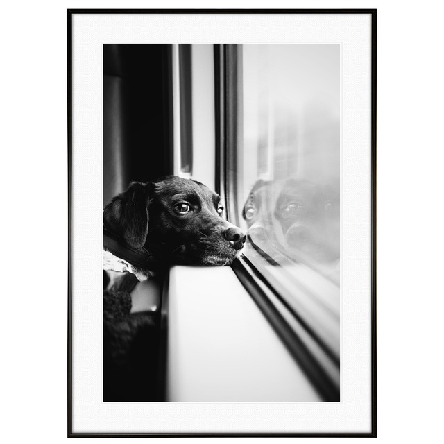 動物写真 犬 窓の外を見つめる犬 インテリア モノクロアートポスター額装 AS2941