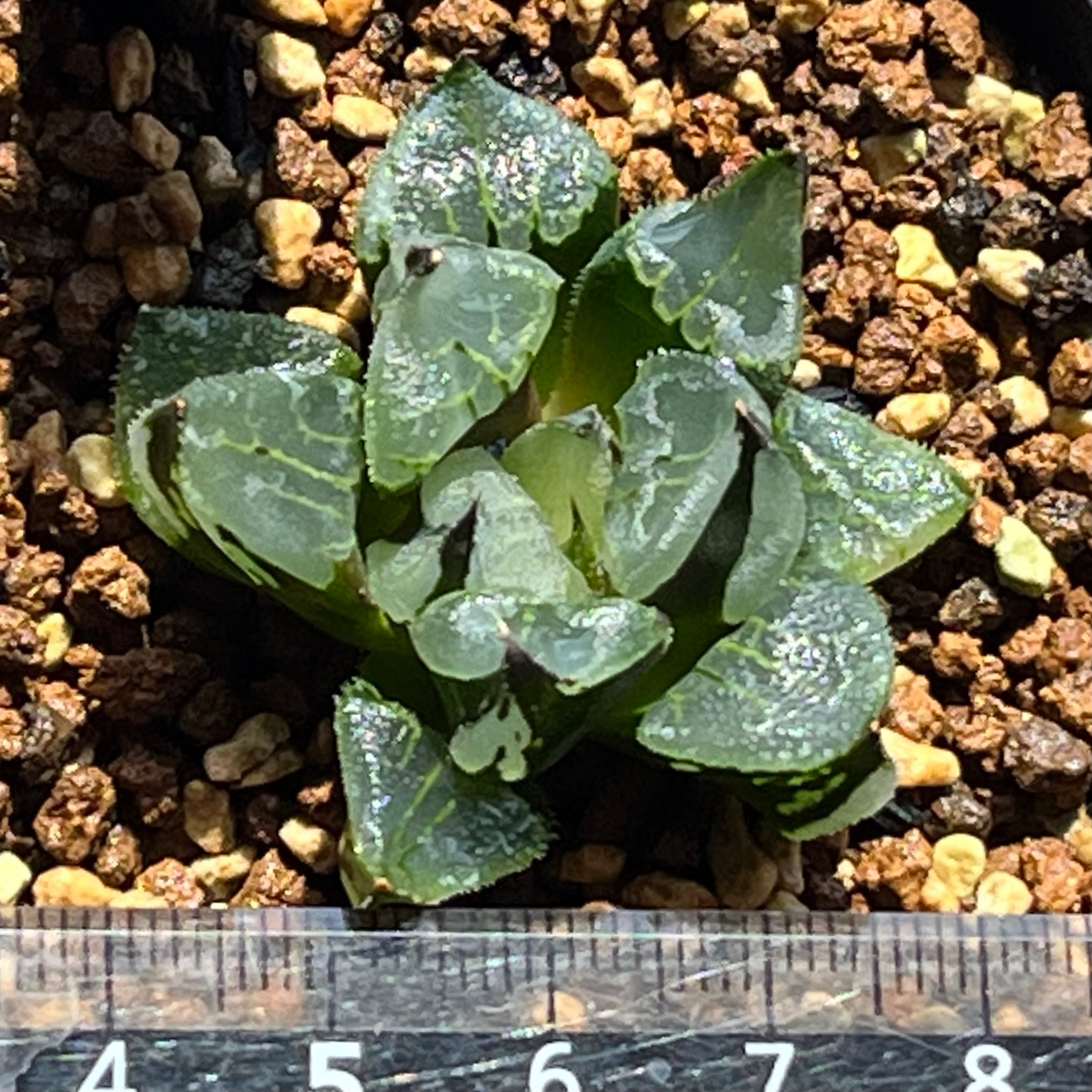 ハオルチア 魔蠍大帝 | mocono_plants