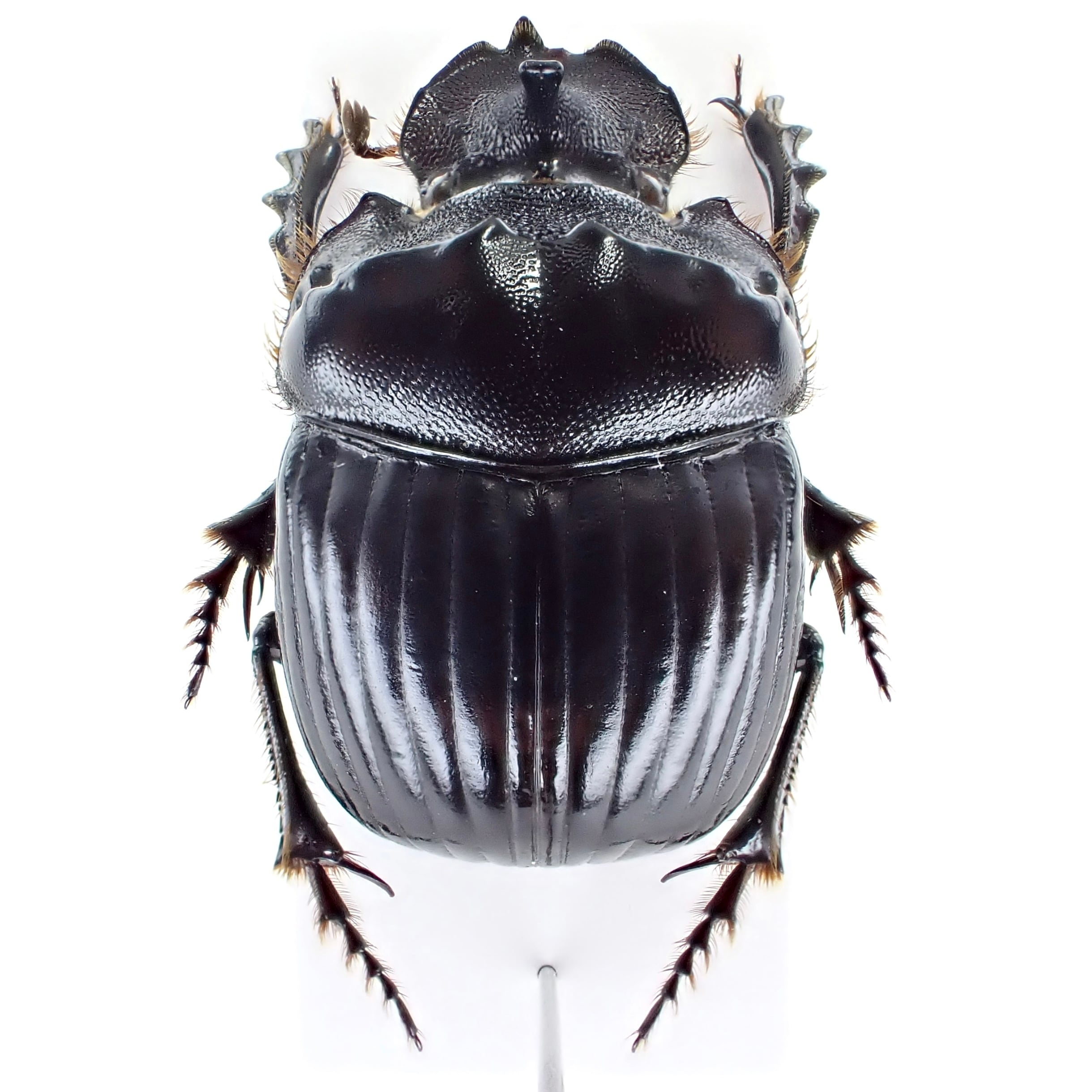 アルゼンチン産 Dichotomius nobilis ♂♀ 22mm/22mm | 昆虫標本