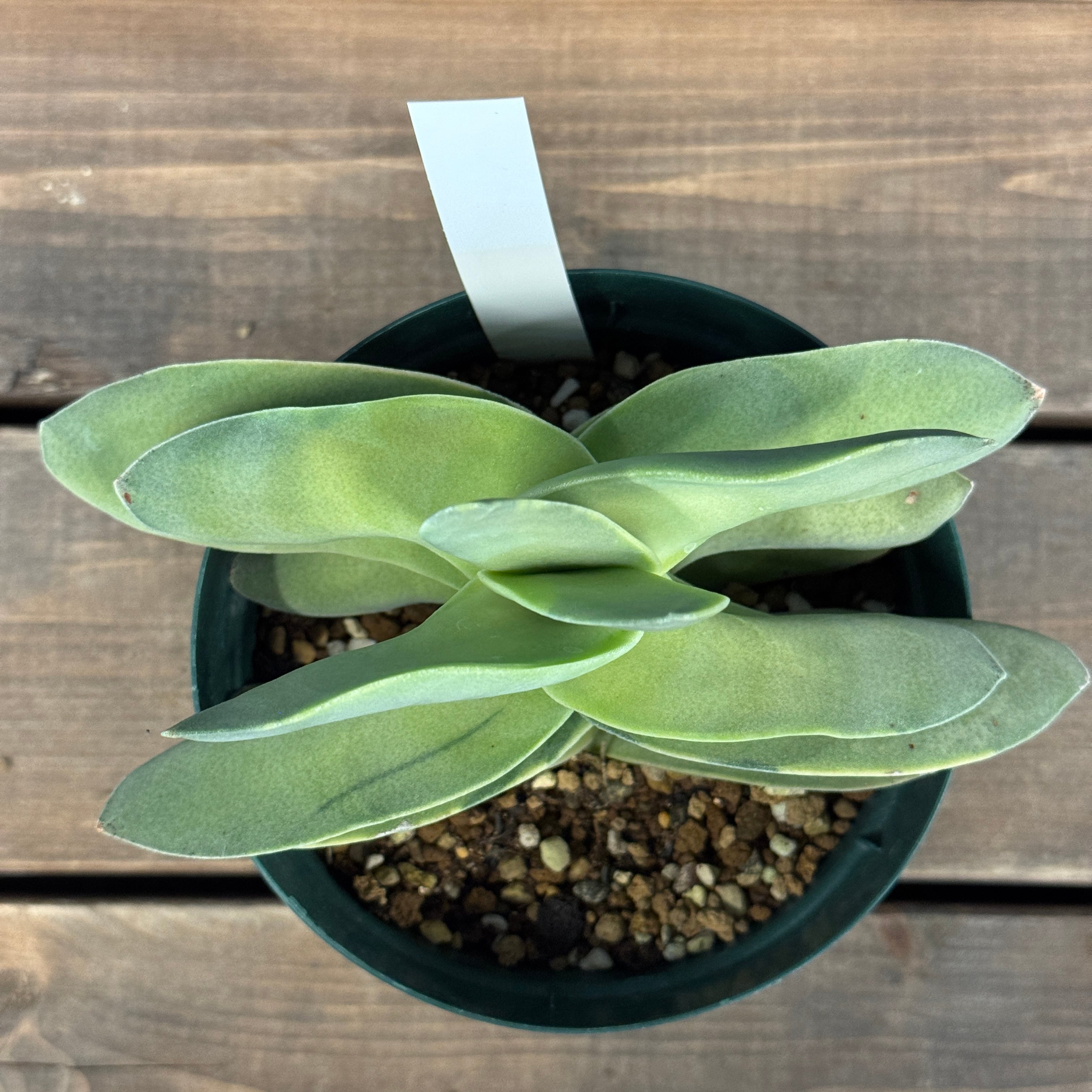 クラッスラ 神刀錦【856】 | PROTOLEAF プロトリーフ