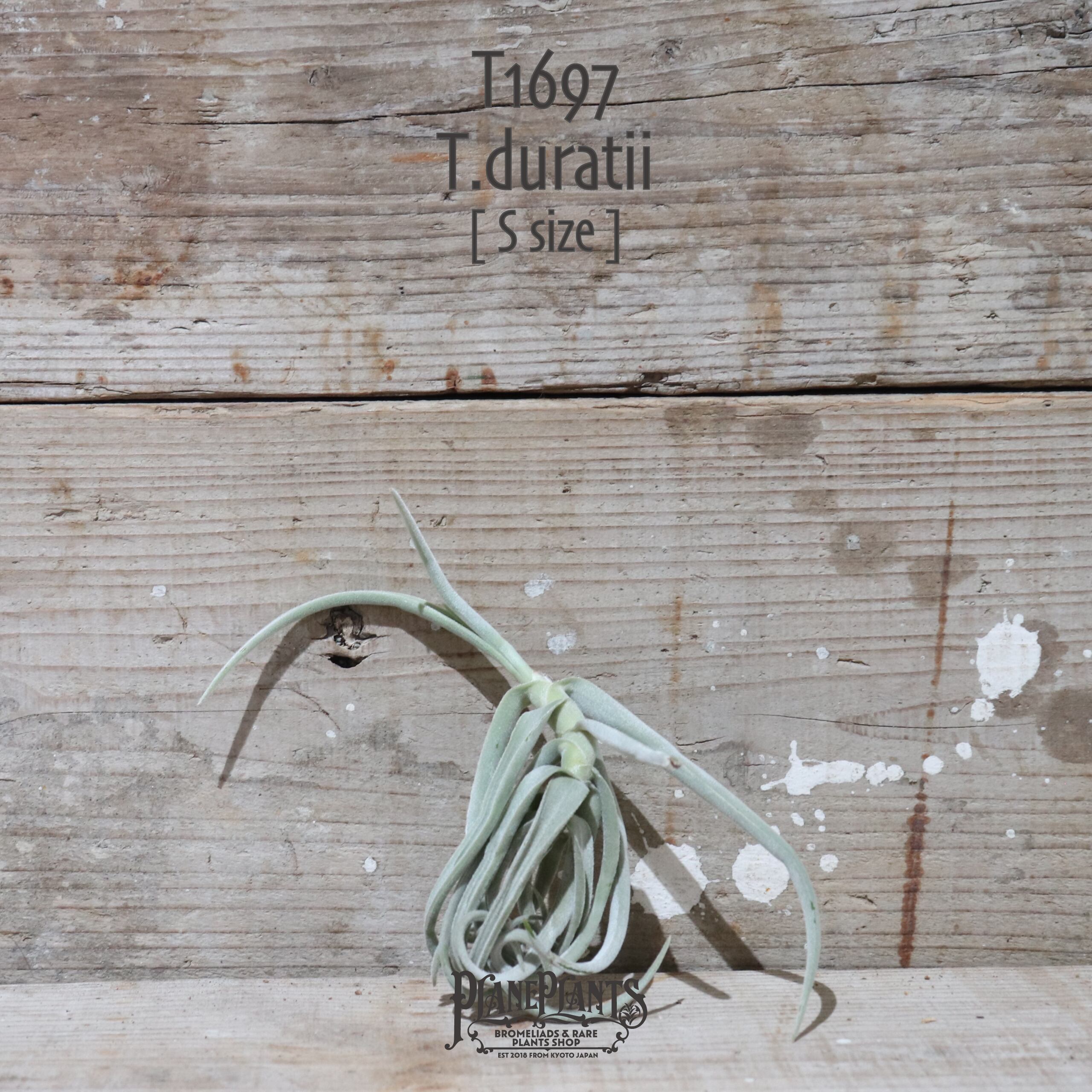 【送料無料】ドゥラティ S〔エアプランツ〕現品発送T1697