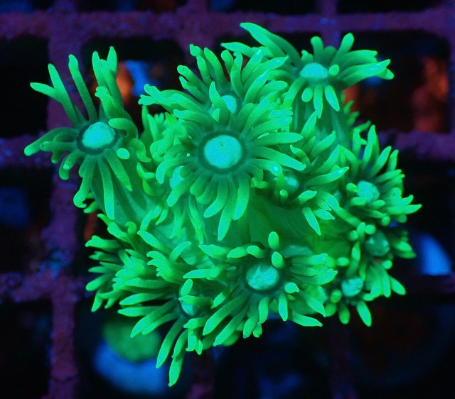 【現地買付】Goniopora Stokesi ToxicFrag 6