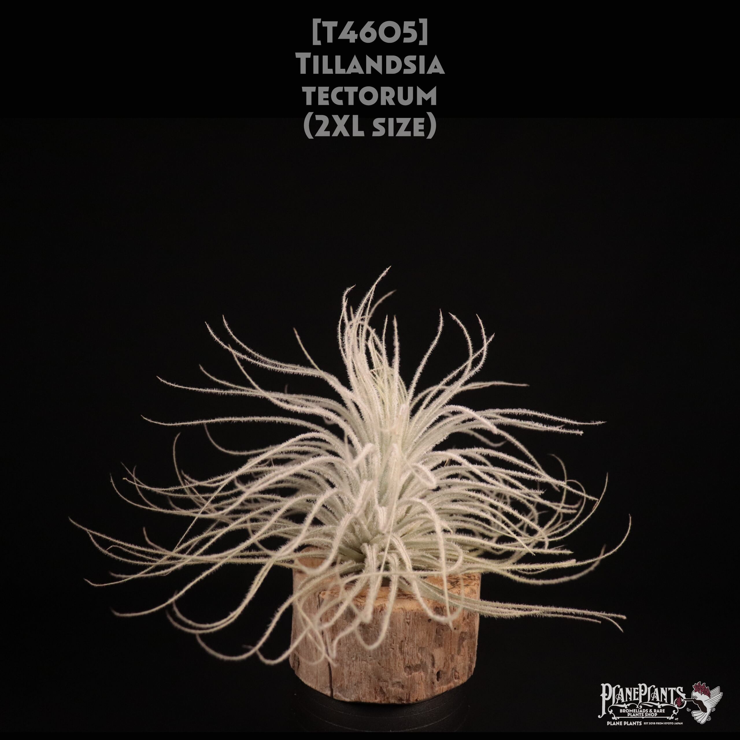 【送料無料】tectorum 2XL〔エアプランツ〕現品発送T4605