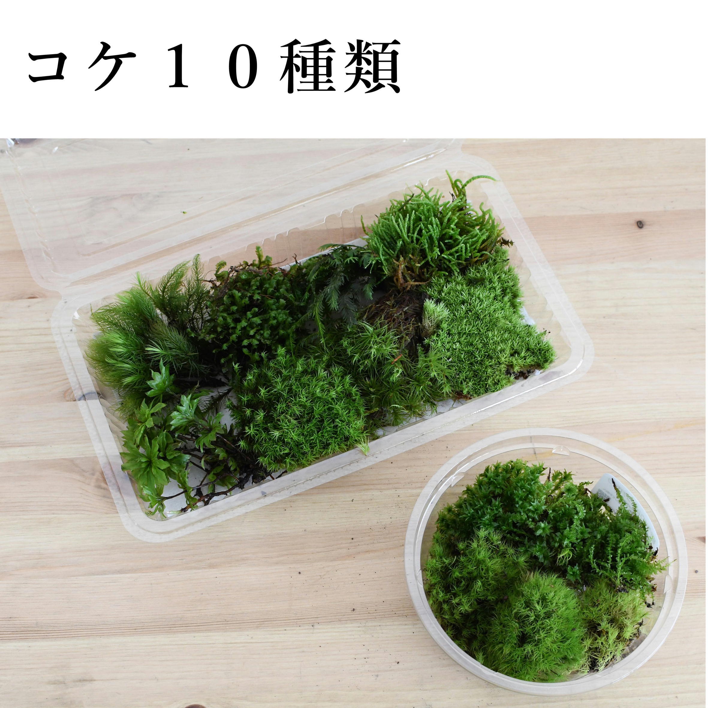プレミアムキット 苔壁のある苔テラリウム Ledset 動画解説付き 苔テラリウム専門ショップ道草