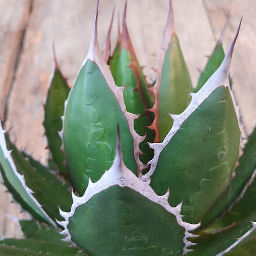 アガベ ホリダ agave horrida 4 【大株・美株】