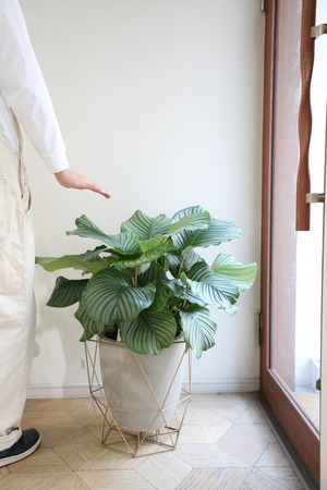 【L】カラテア オルビフォリア/Calathea