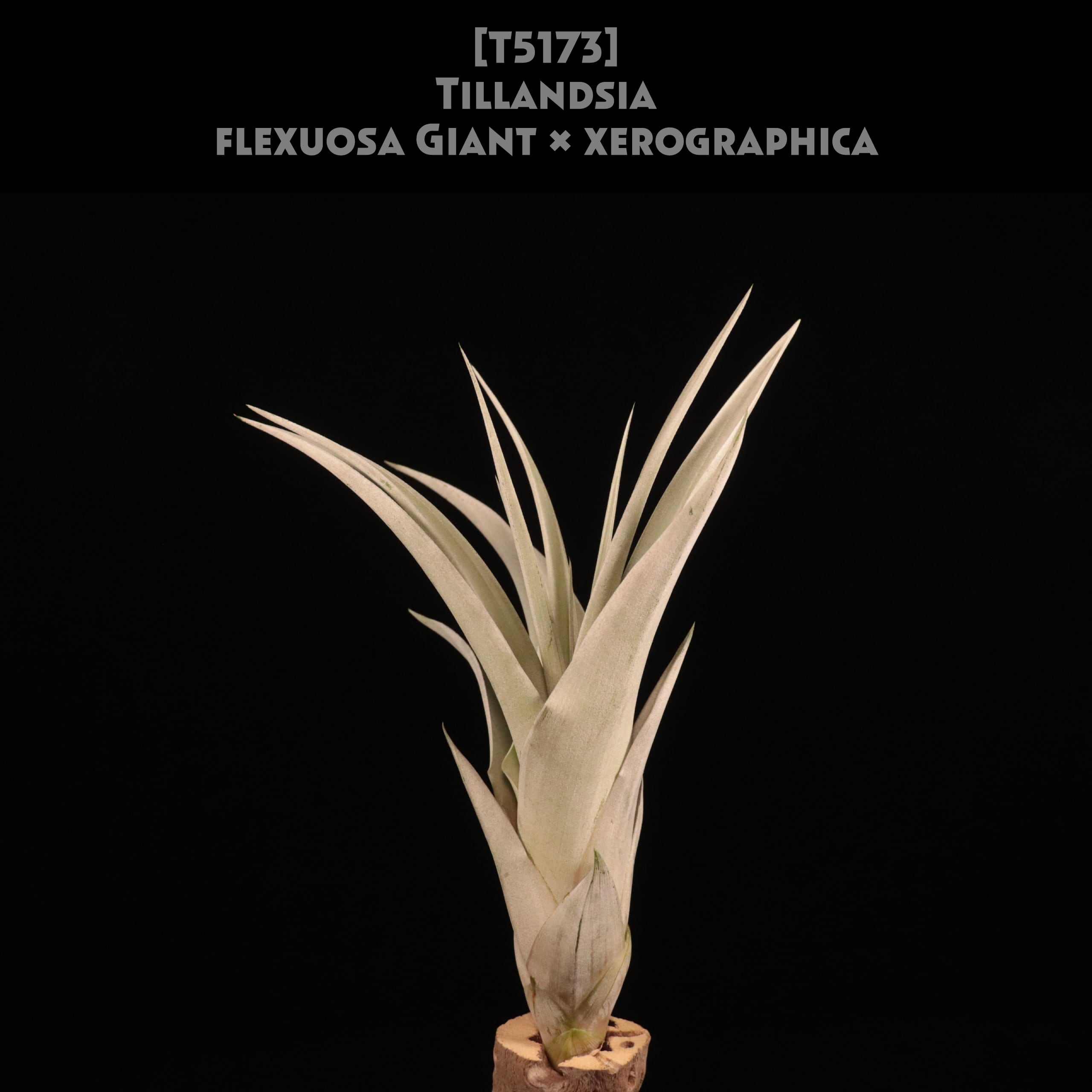 duratii 3XL Multiple Heads〔エアプランツ〕T3057 duratii 3XL Multiple Heads〔エアプランツ〕T3057