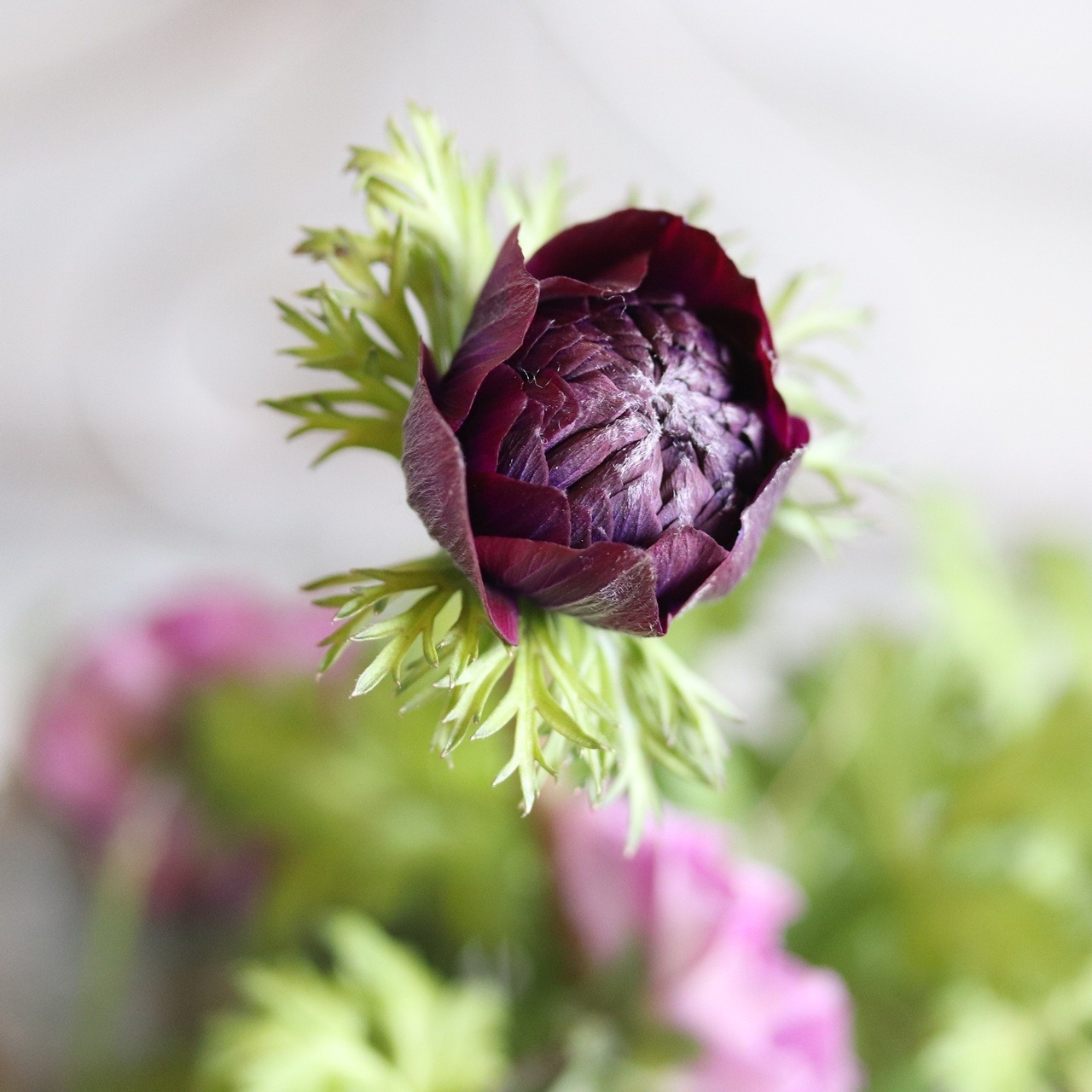 冬から春に楽しむ寄せ植え　アネモネファネモスアンティークなポットのベルベットバイオレットの寄せ植え　お正月にオススメ　届いてすぐ玄関に飾れる 　プレゼントにもオススメ　