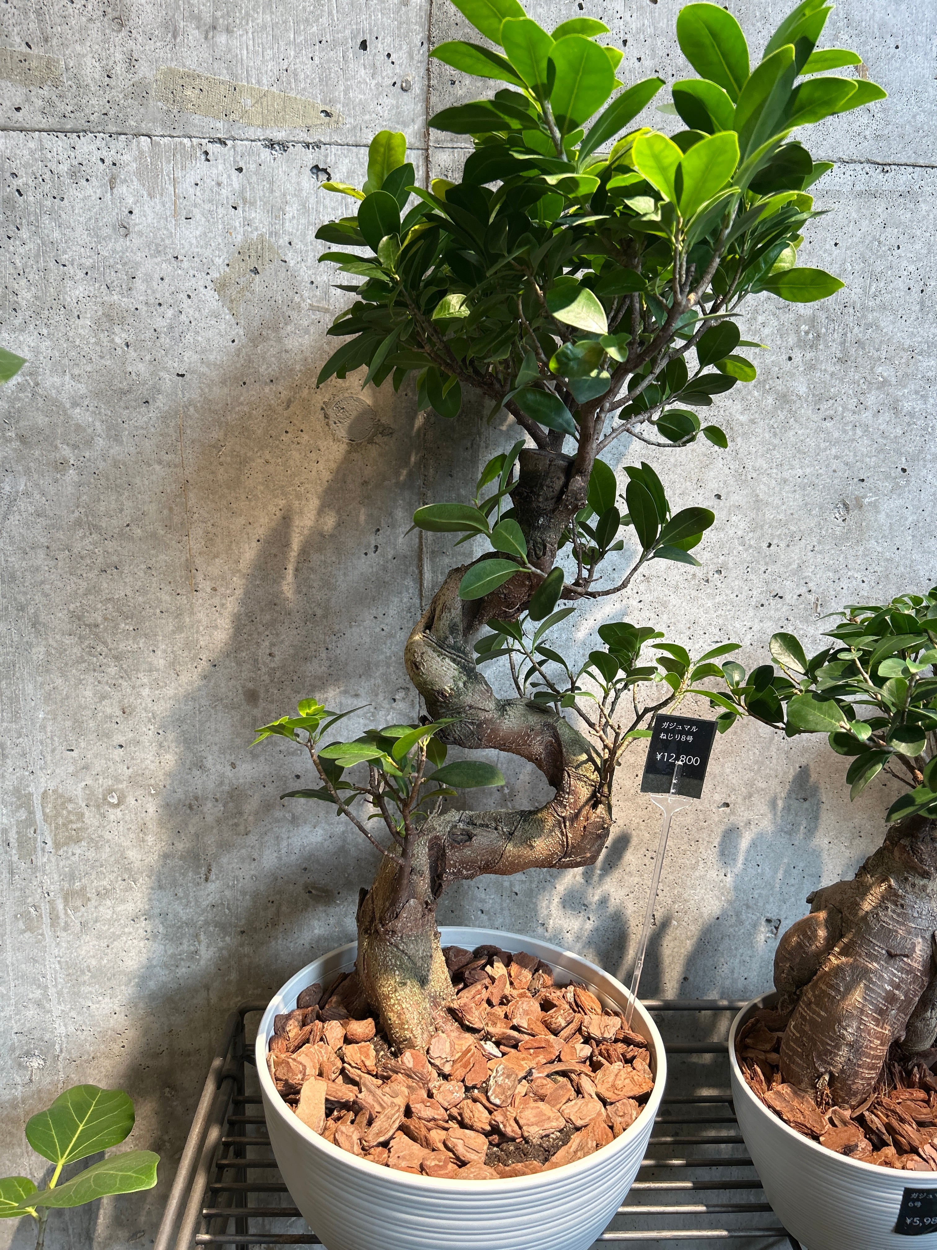 ガジュマル ねじり8号 | 植物との暮らし apricot