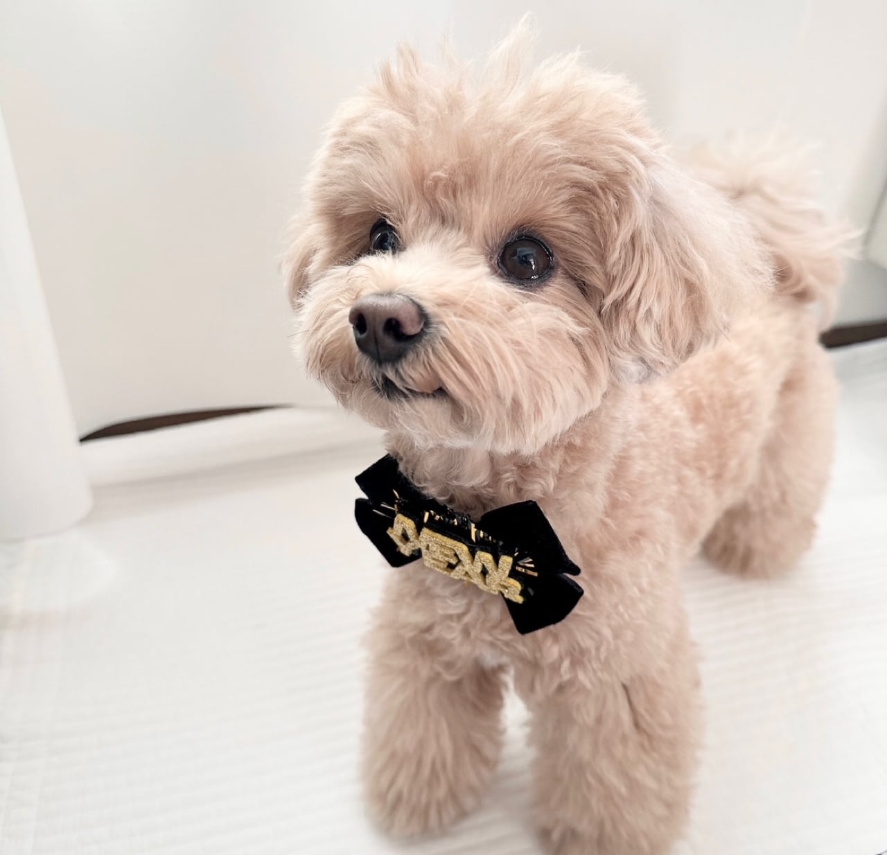 NEW YEARおネックリボンorヘアバンドリボン(後ろ支え付き)