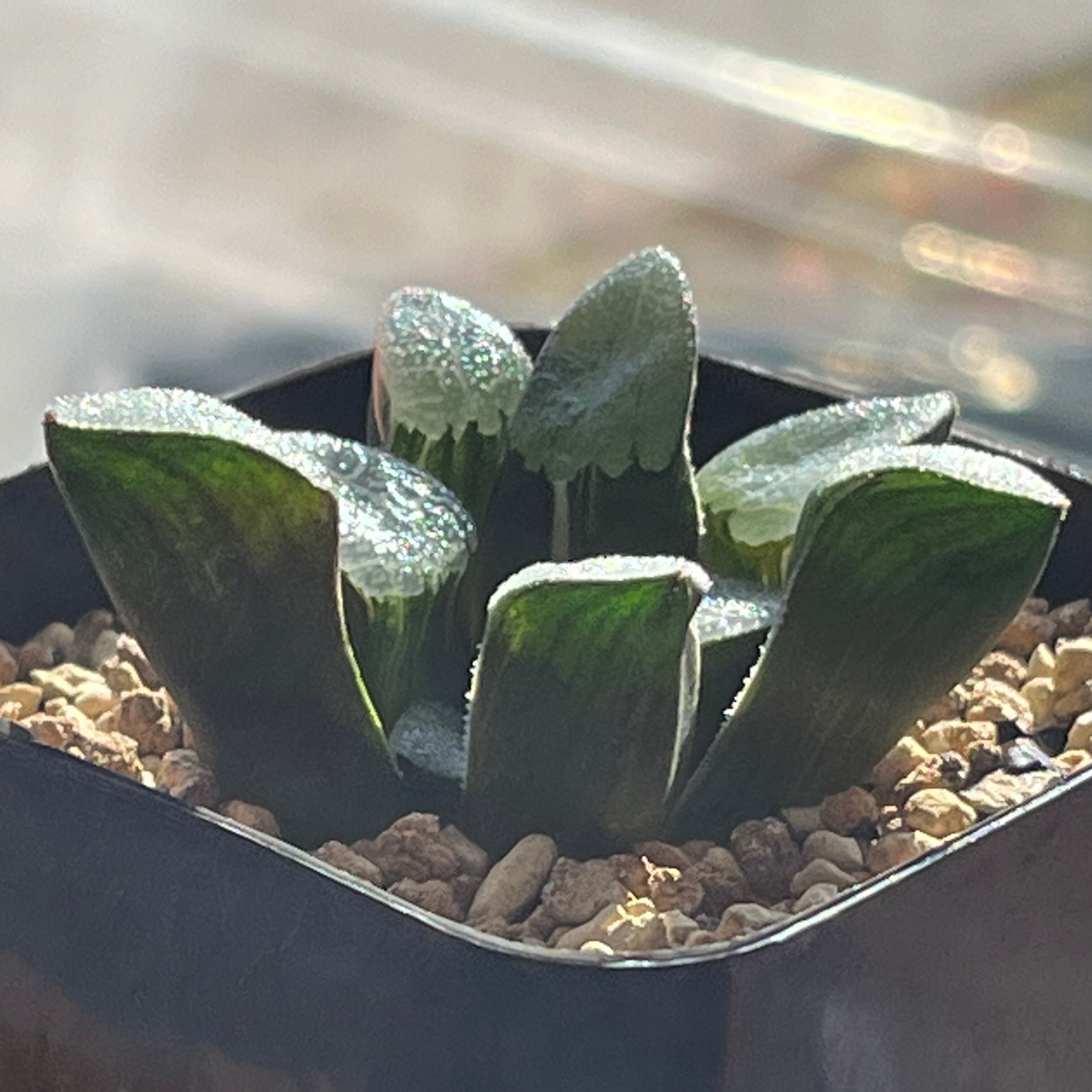 ハオルチア コレクタ錦(微斑) | mocono_plants