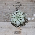 【送料無料】キセログラフィカ S〔エアプランツ〕現品発送T2167