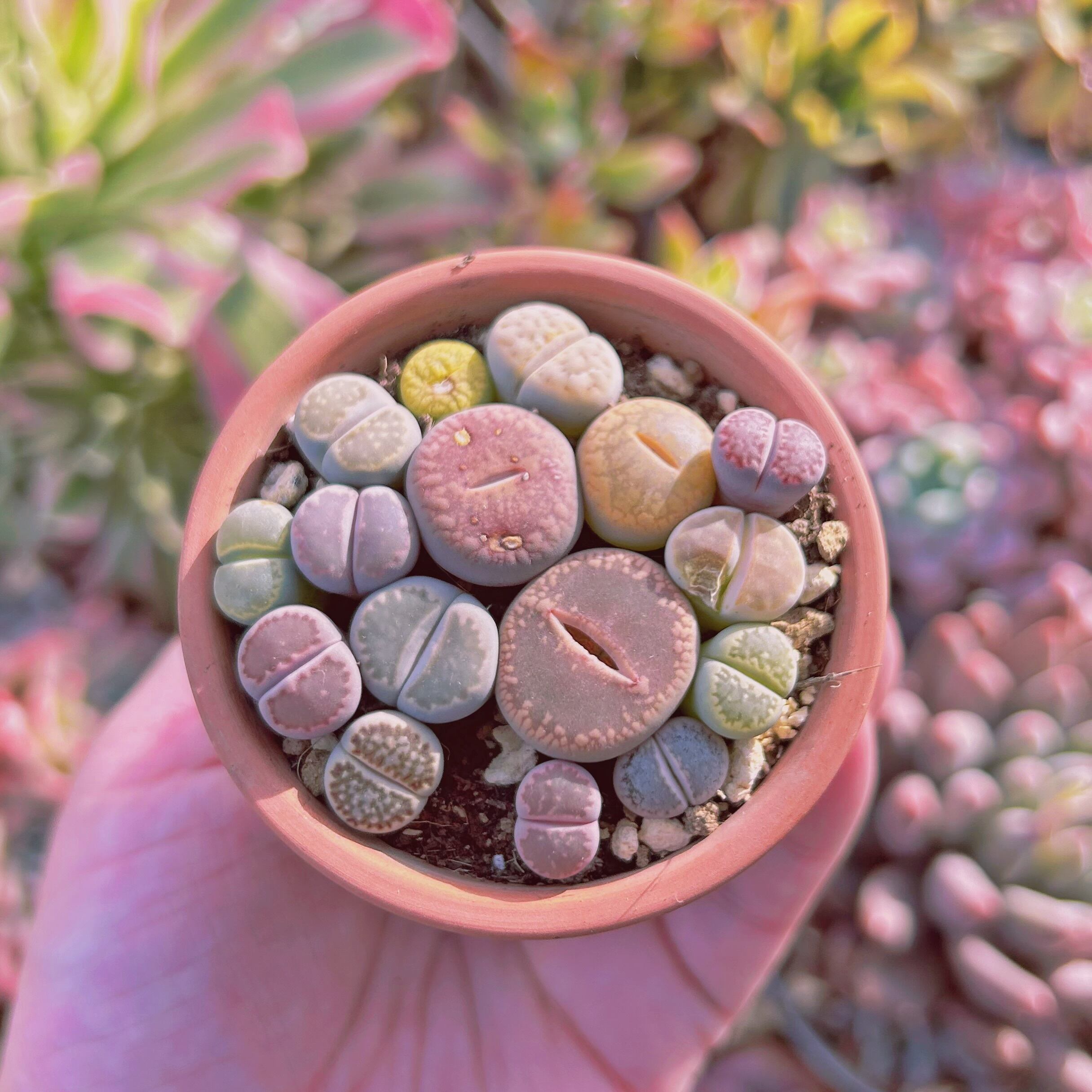 現物　多肉植物　メセン　抜き苗