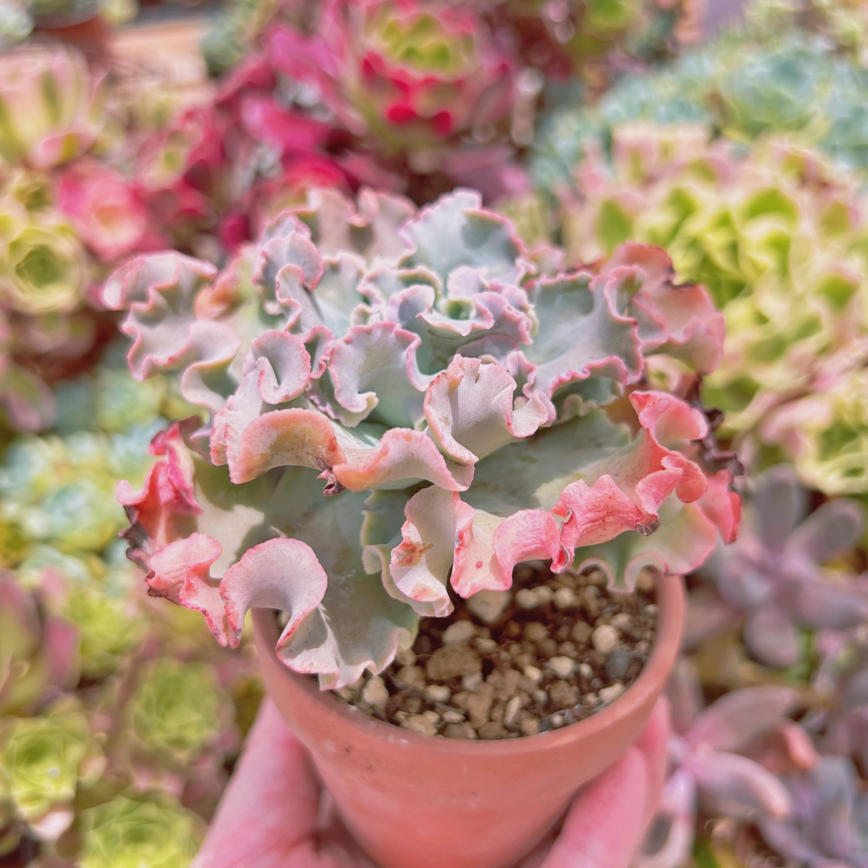 現物 多肉植物 高砂の翁 抜き苗 | るる農園~多肉植物専門