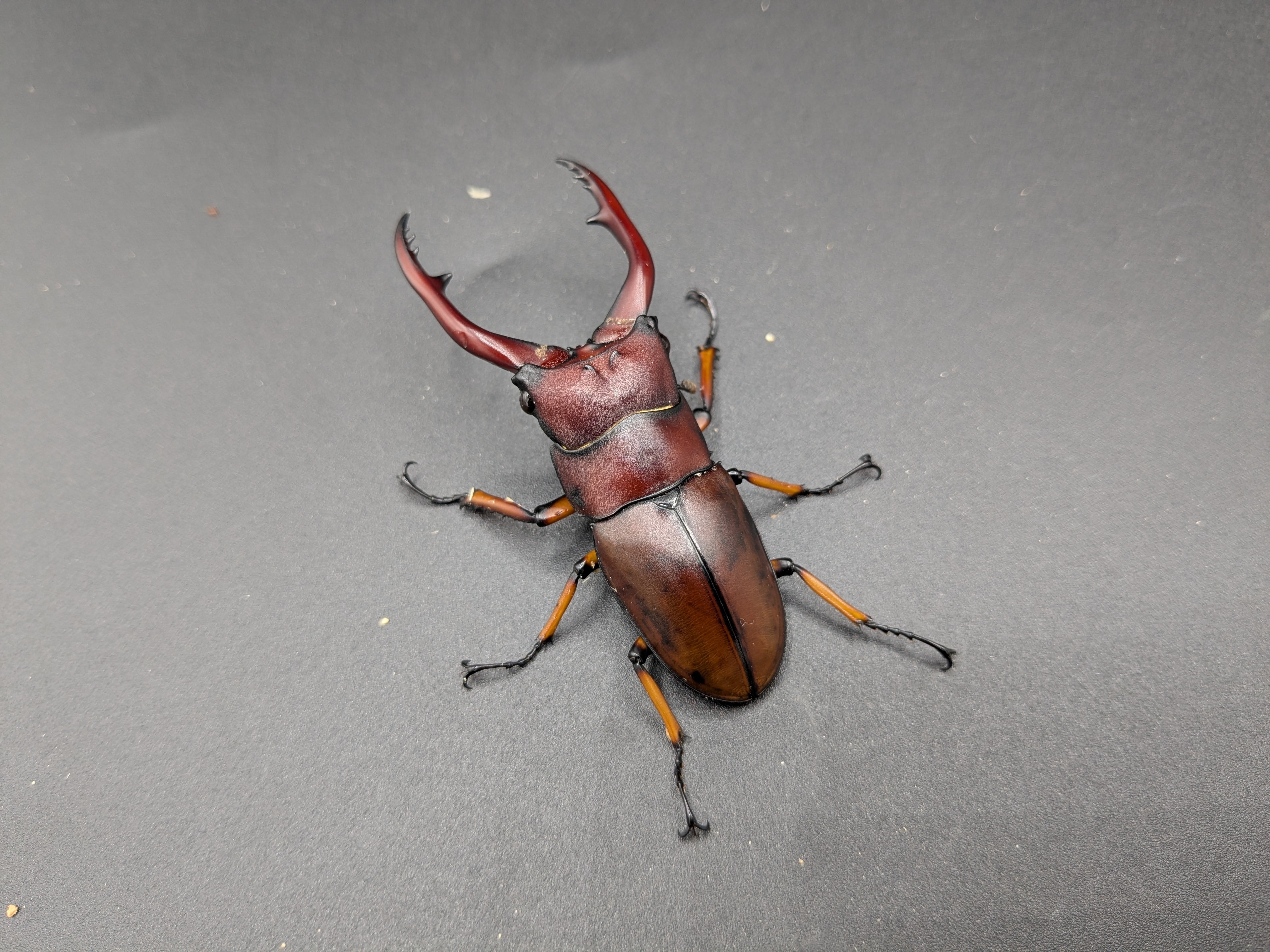 WDアスタコイデスノコギリ ♂65mm♀フリー