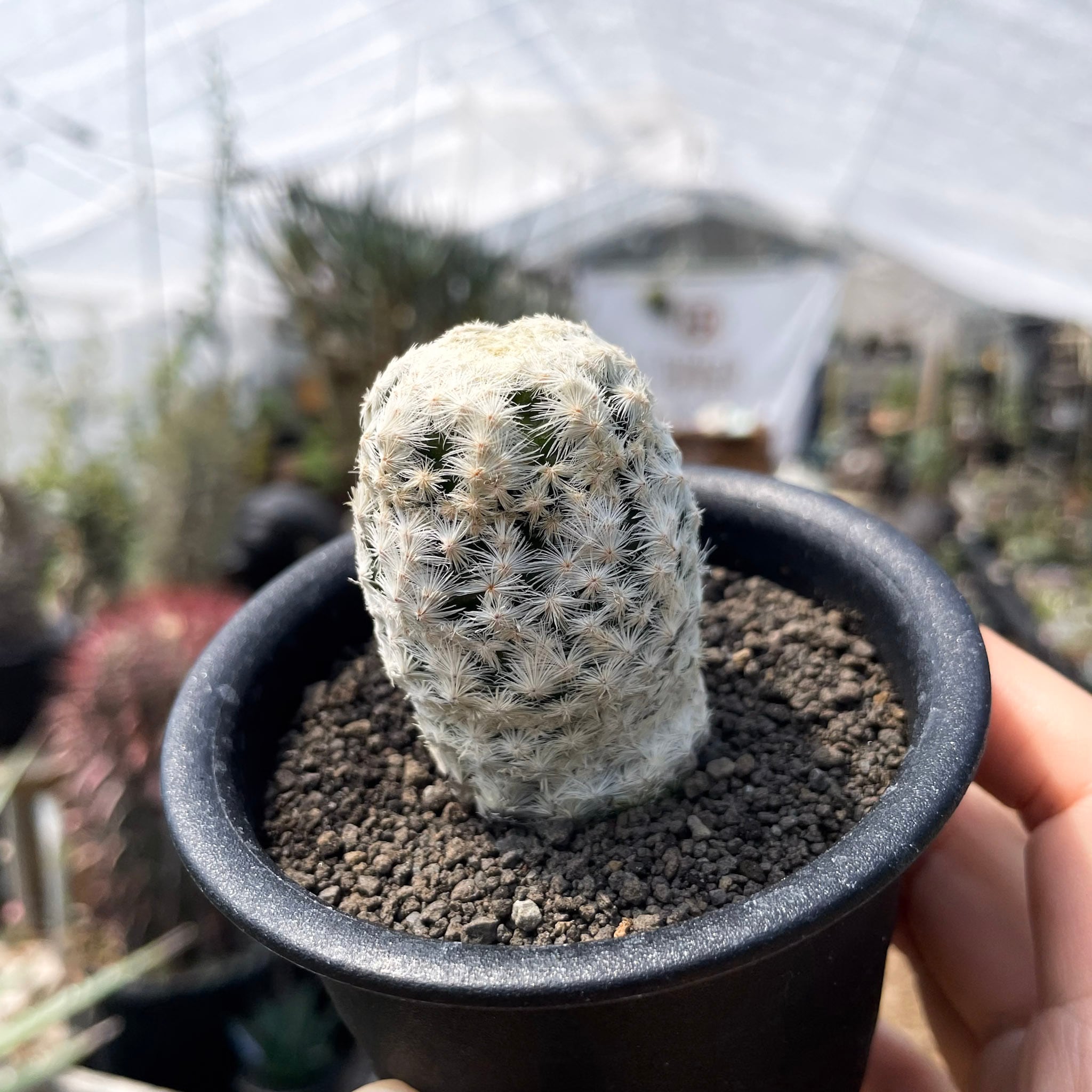 Mammillaria herrerae【マミラリア・大文字白鳥】 | RIMO'S GREEN